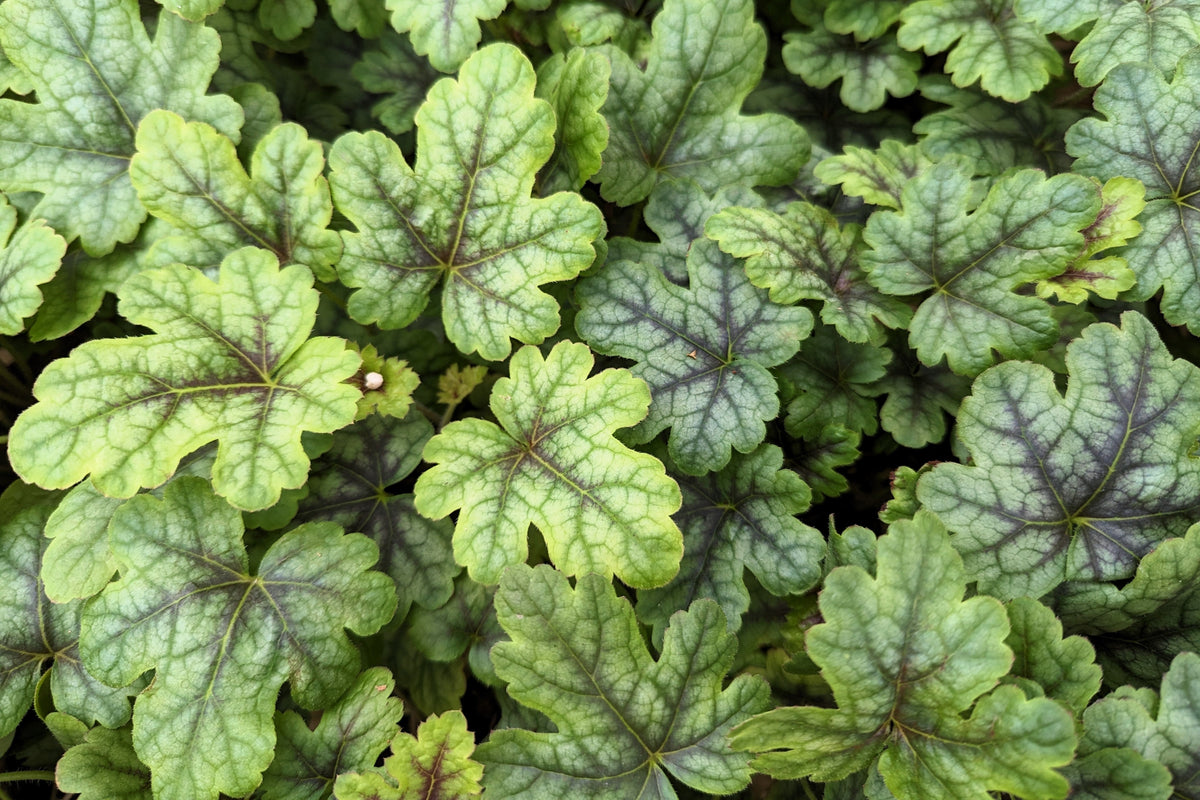 50 HEUCHERA Americana CORAL BELLS Dale's Strain American Alumroot Flower Seeds