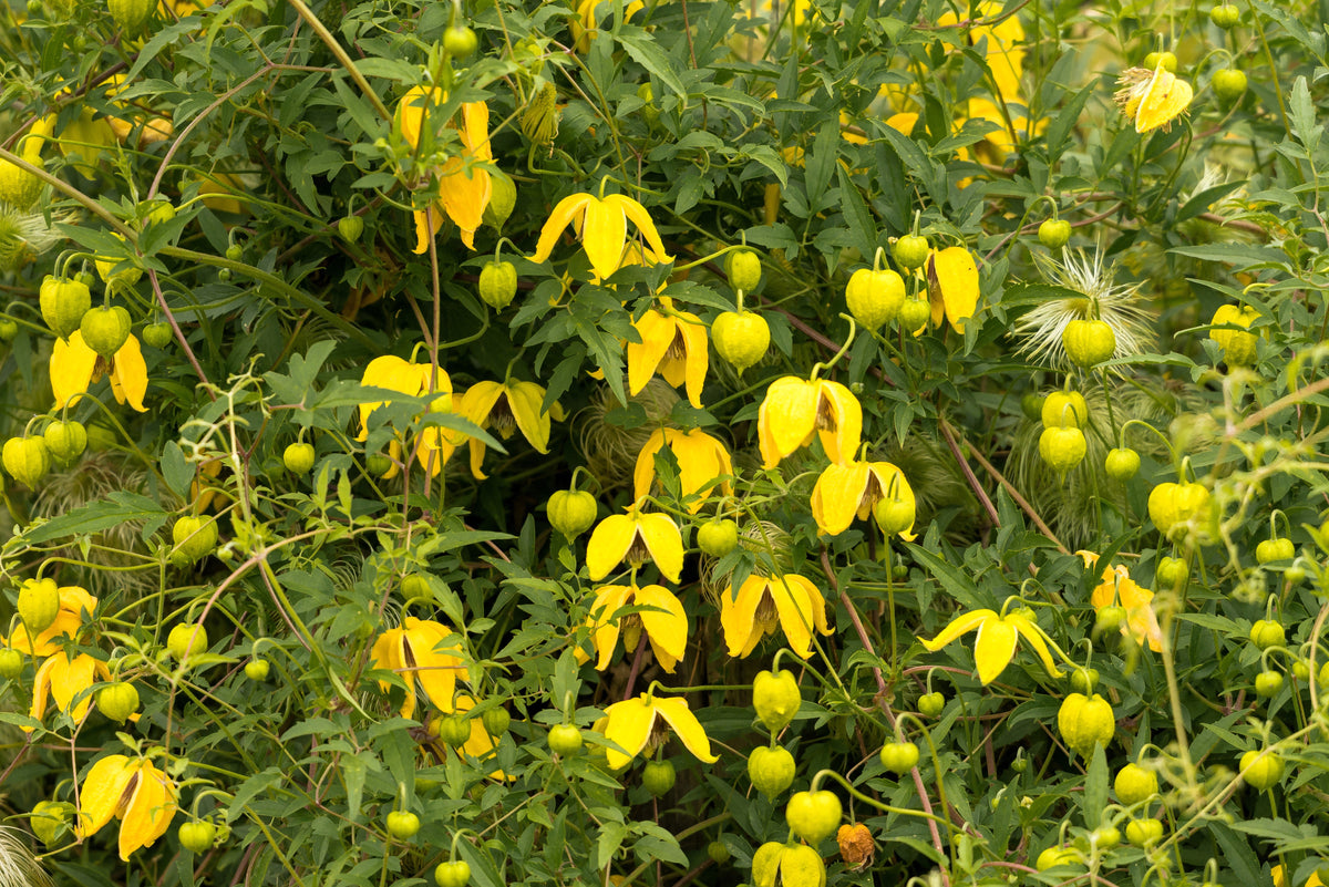 10 Yellow CLEMATIS RADAR LOVE Vine Climber Clematis Tangutica Flower Seeds