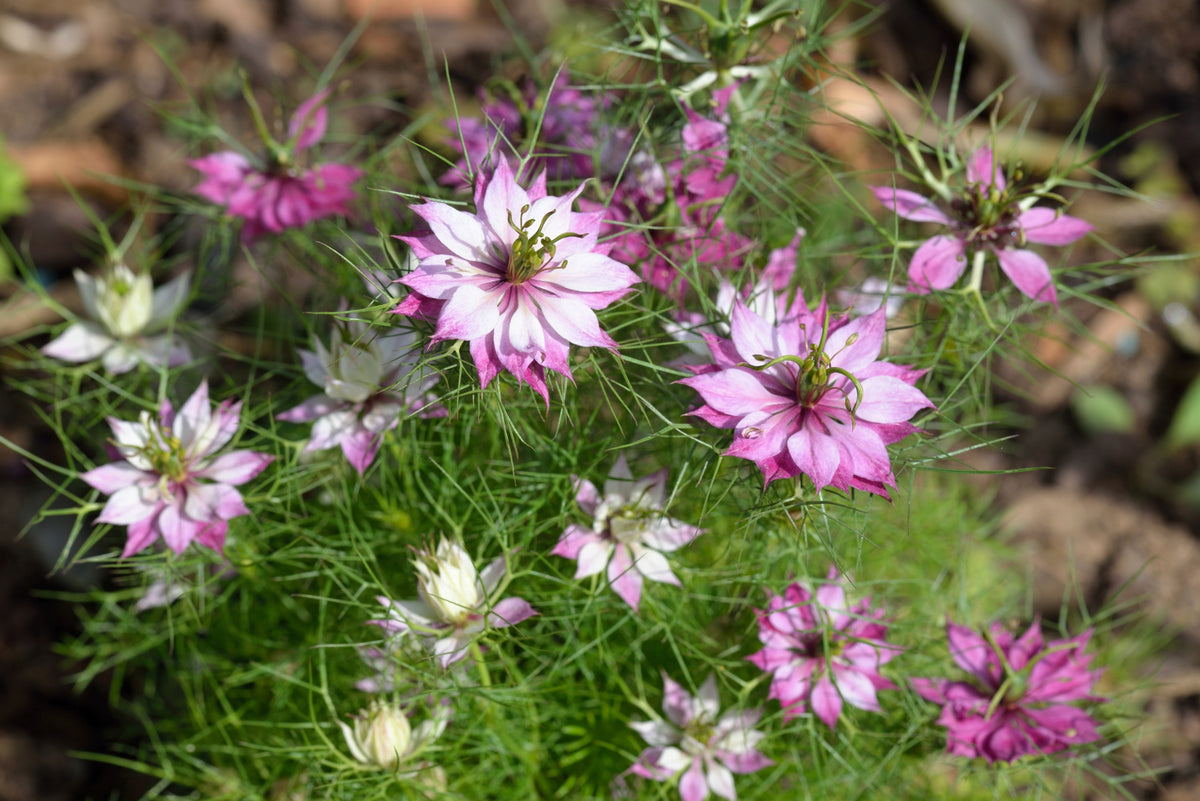 500 LOVE In A MIST PERSIAN Jewels Mixed Colors (Fennel Flower) Nigella Damascena Flower Seeds