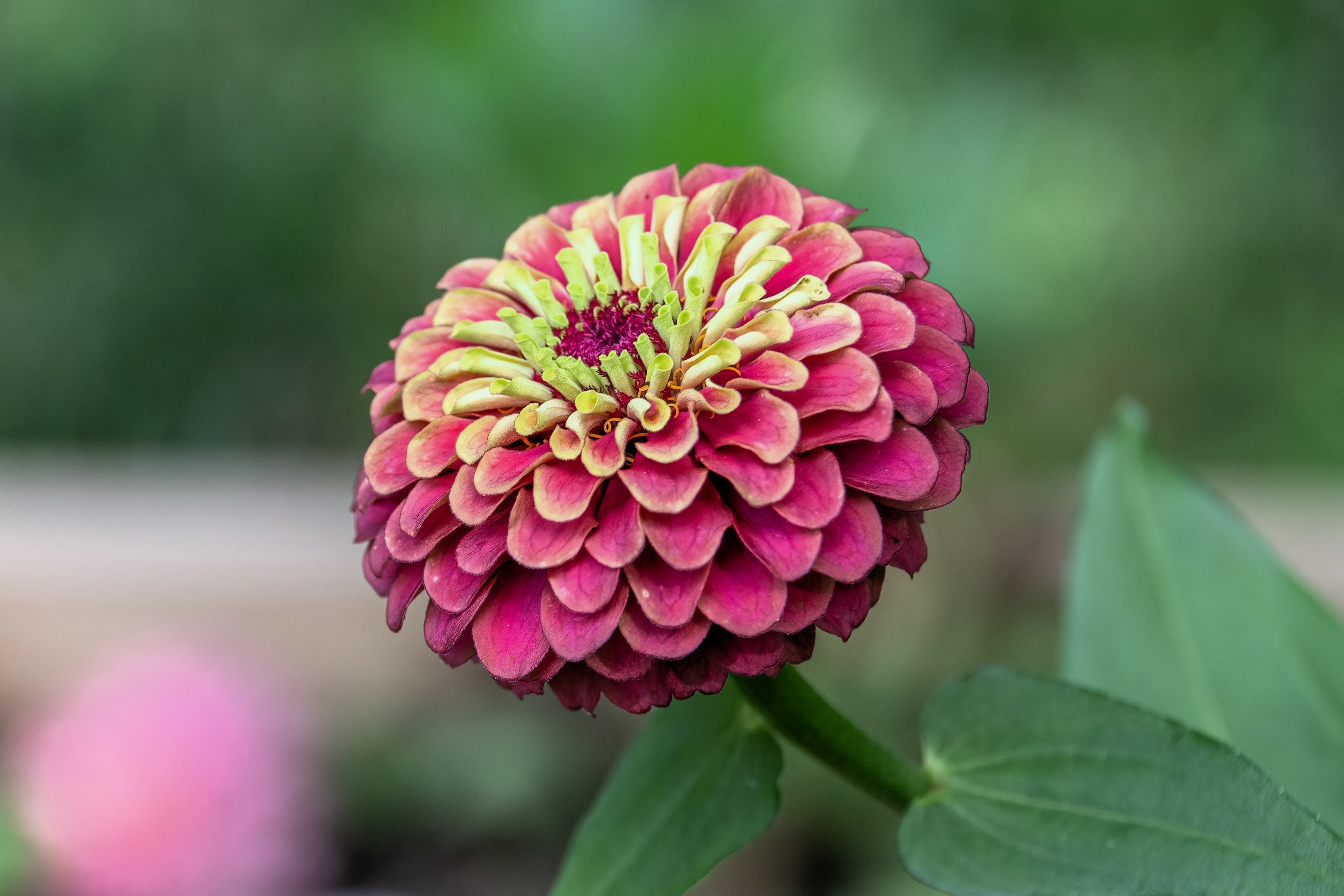 20 Organic QUEENY LIME MIX ZINNIA Elegans Mixed Colors Red Orange Yellow Pink Green Queen Flower Seeds
