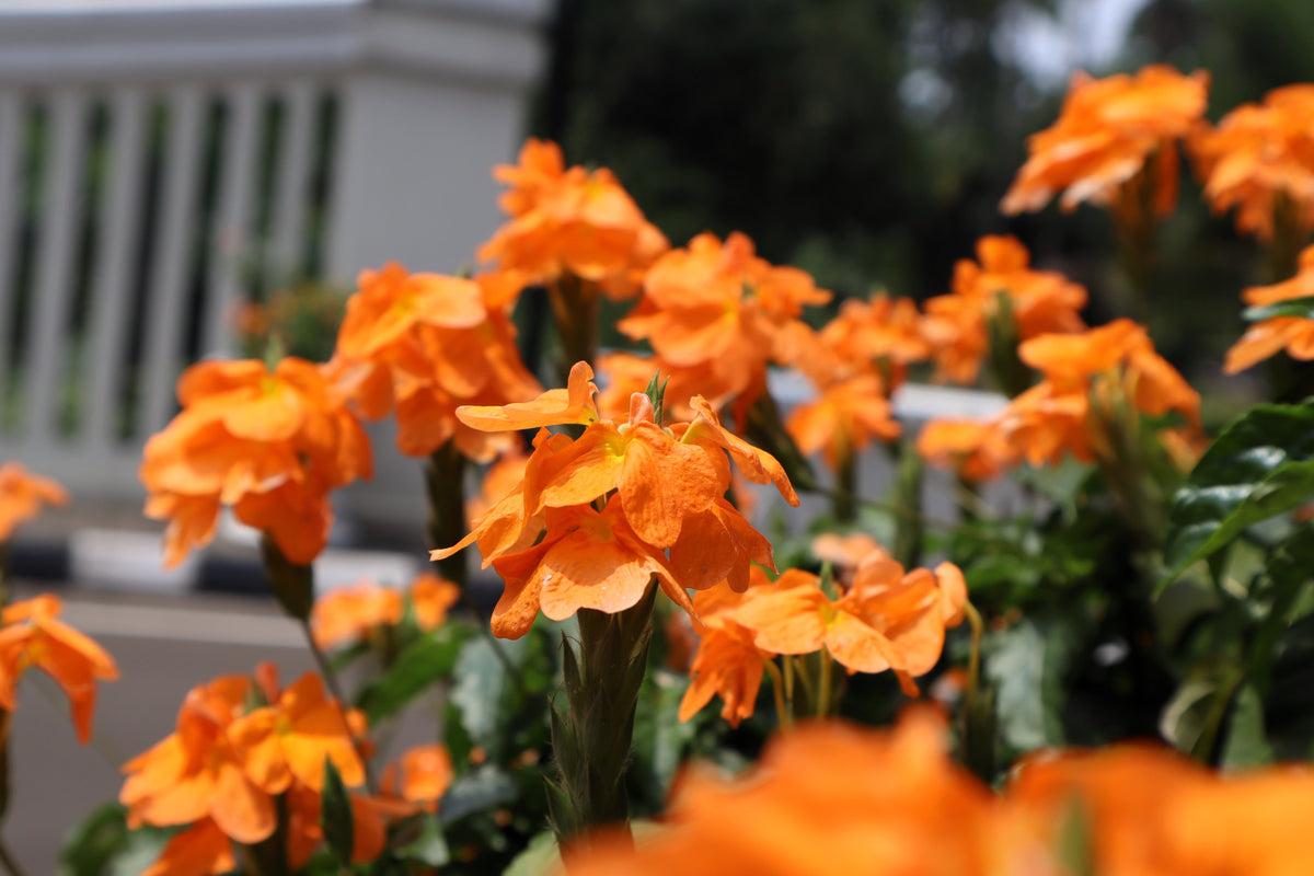 10 ORANGE MARMALADE CROSSANDRA Infundibuliformis Firecracker Flower Houseplant Seeds