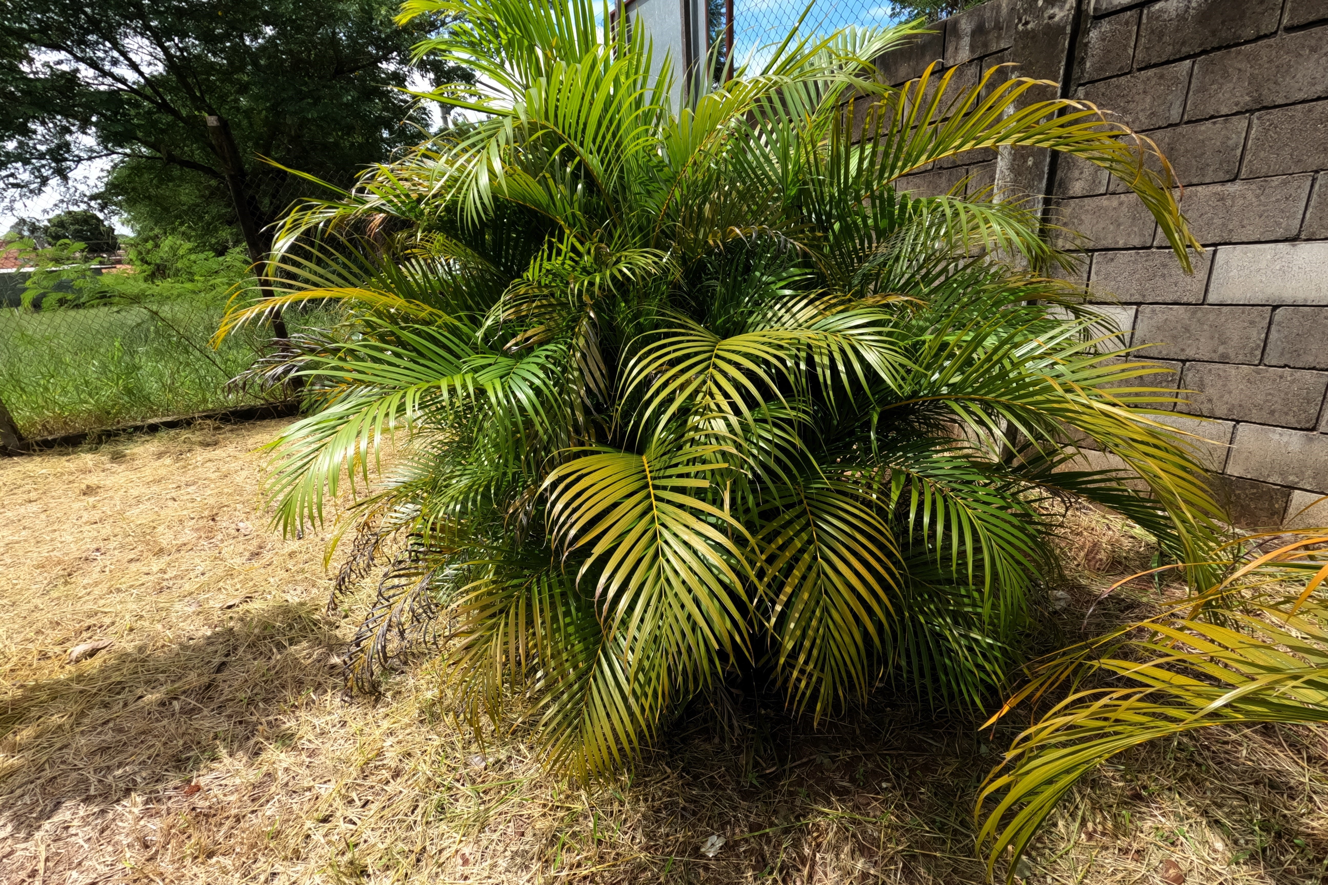 5 BAMBOO PALM Chamaedorea Seifrizii Reed or Parlor Palm Tree Sun Shade Houseplant Seeds