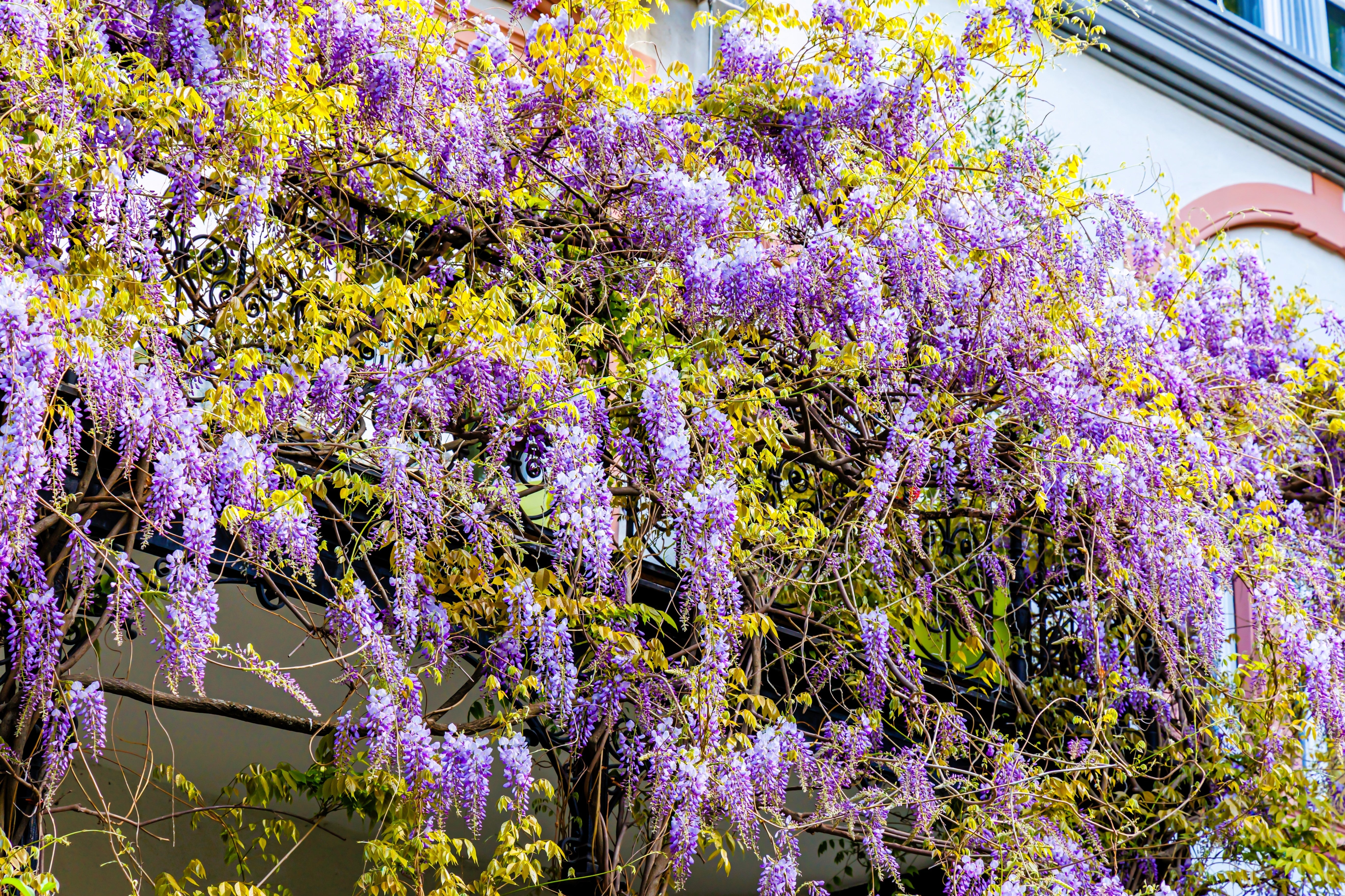 5 JAPANESE WISTERIA Floribunda Flower Purple Ornamental Vine Climber Seeds