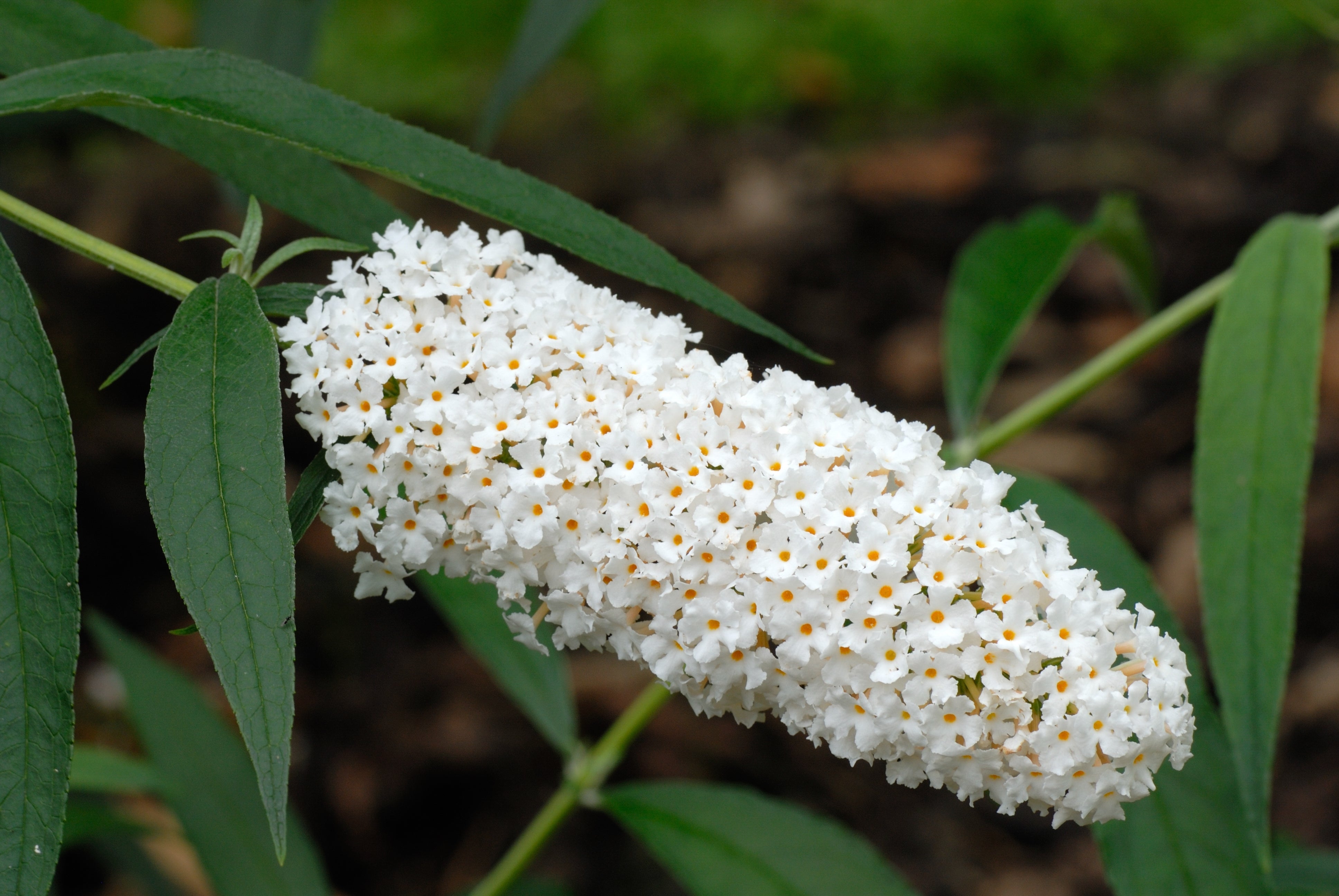 50 WHITE BUTTERFLY BUSH Buddleja Davidii Flower Seeds