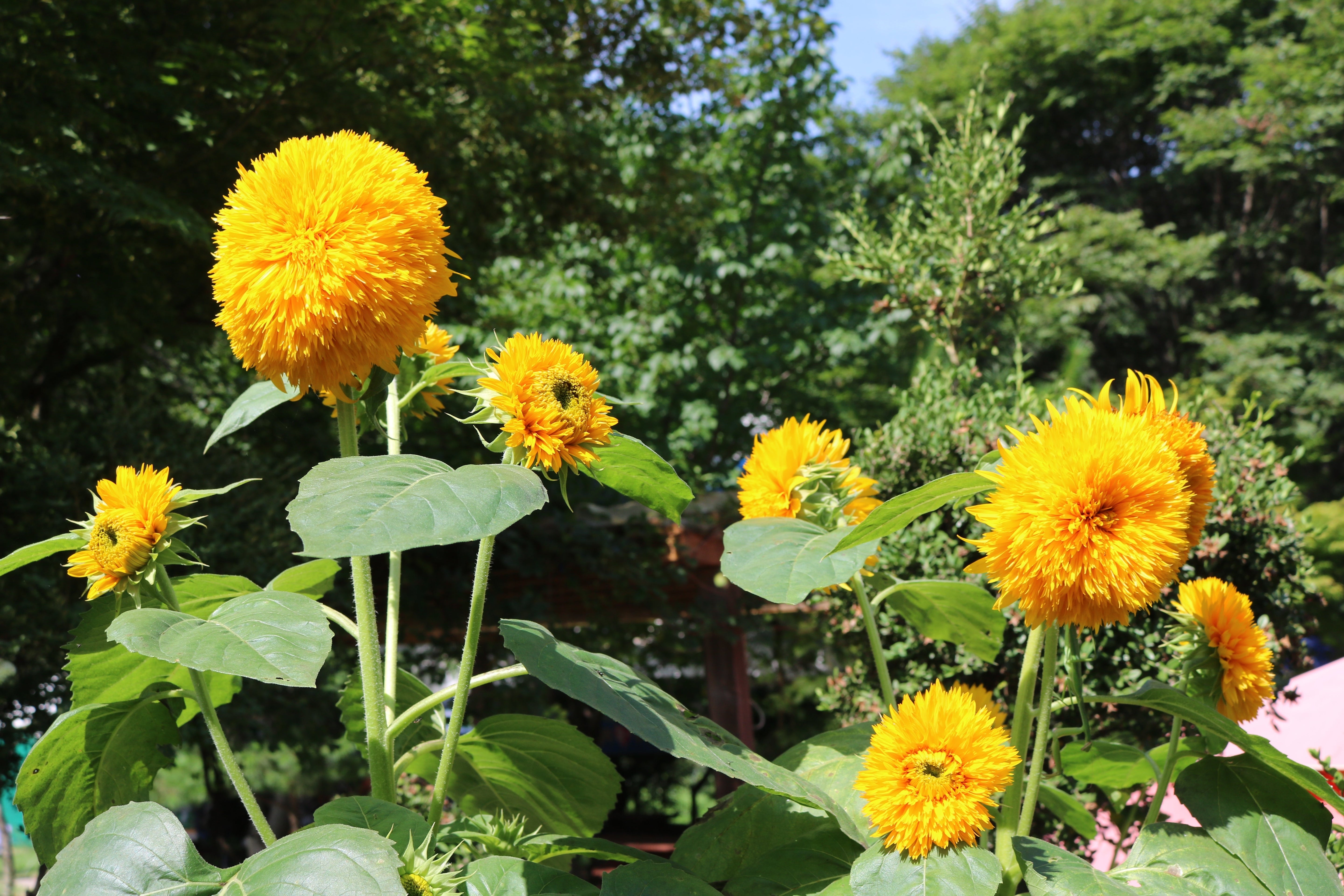 150 Double DWARF TEDDYBEAR SUNFLOWER Helianthus Annuus Yellow Flower Seeds