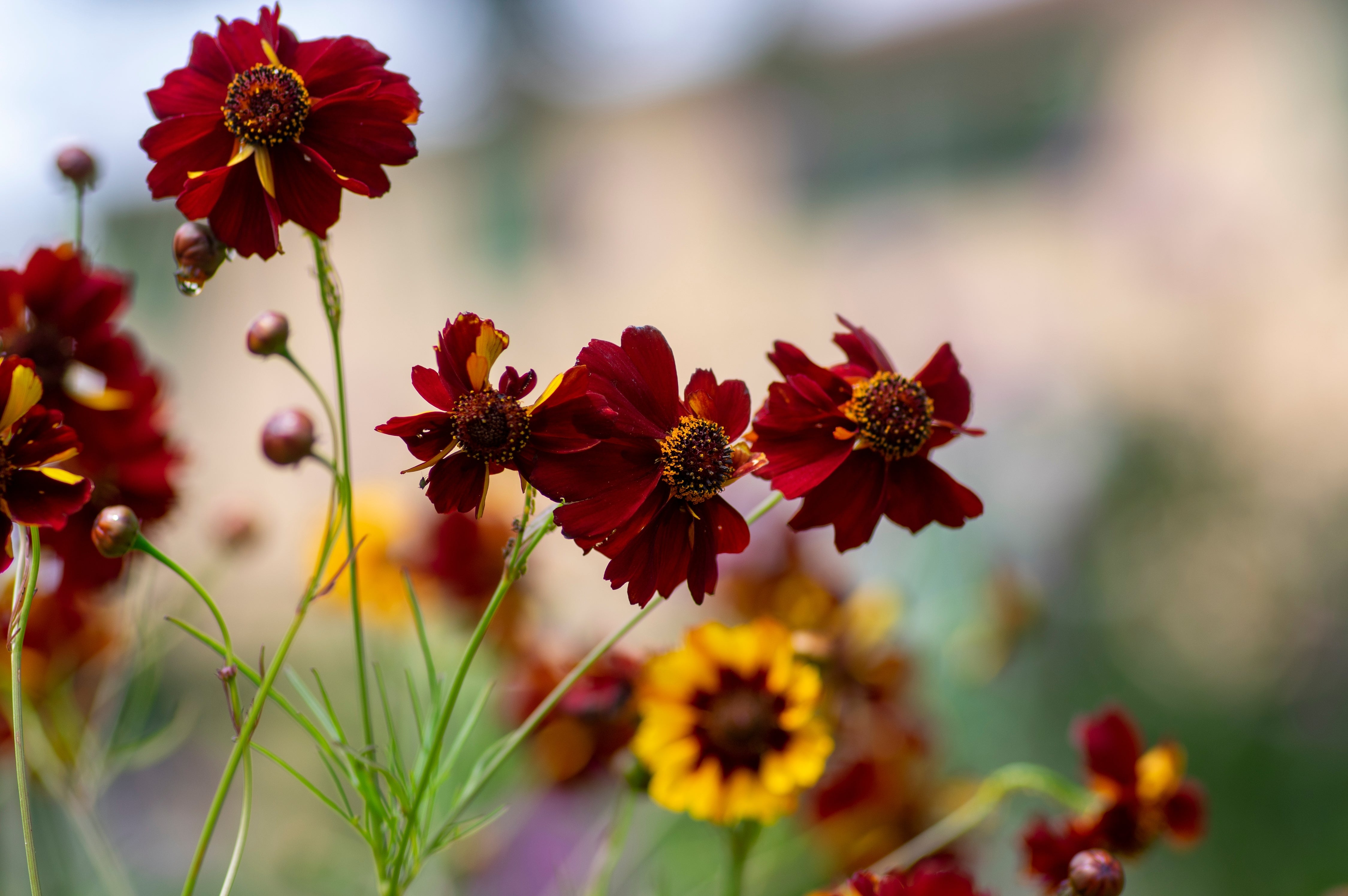 50 MAHOGANY MIDGET COREOPSIS Tinctoria Red Dwarf Flower Seeds