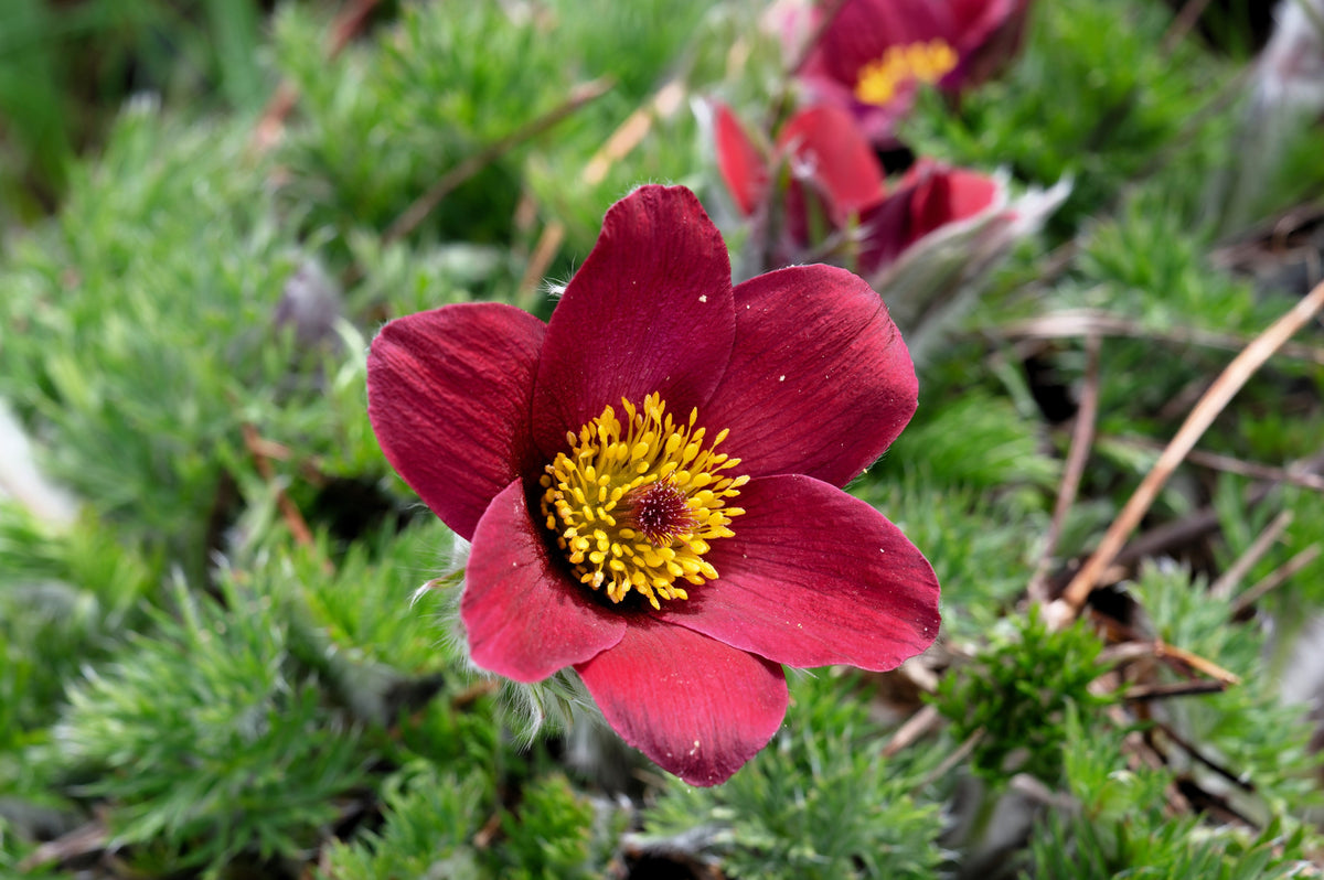 10 RED ANEMONE Pulsatilla Vulgaris PASQUE Flower Seeds