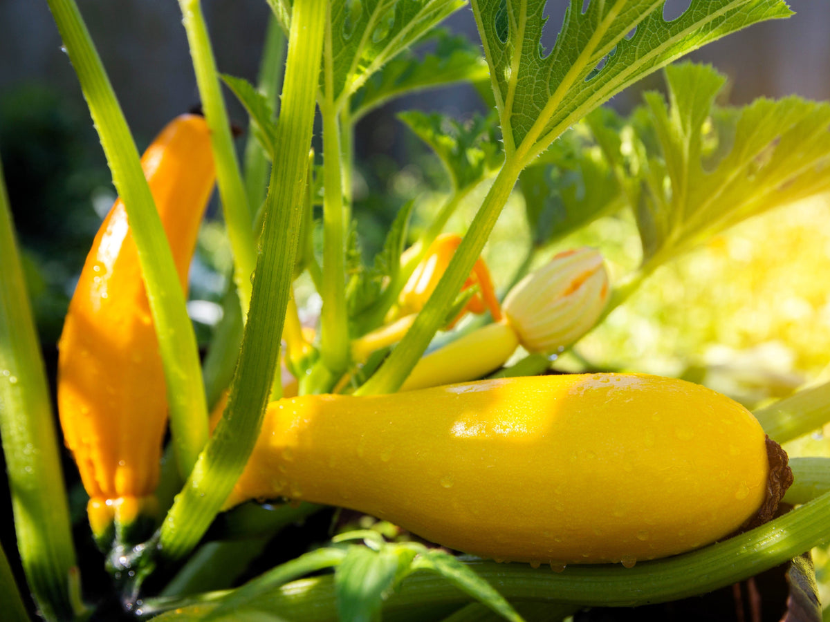 50 Early PROLIFIC STRAIGHTNECK SQUASH Yellow Summer Bush Heirloom Seeds