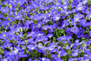25 CREEPING BLUE SPEEDWELL Veronica Repens Groundcover Flower Seeds