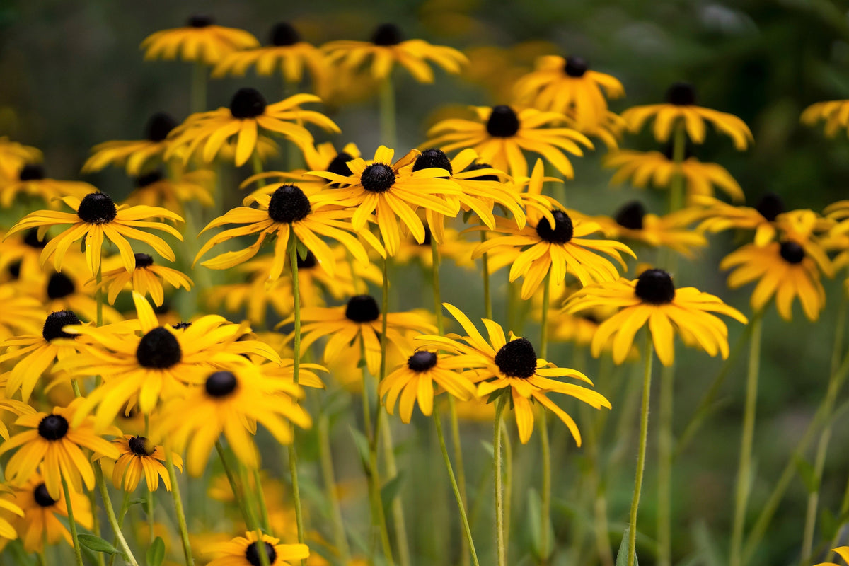 2000 BLACK EYED SUSAN Rudbeckia Hirta Yellow Heirloom Native Flower Seeds