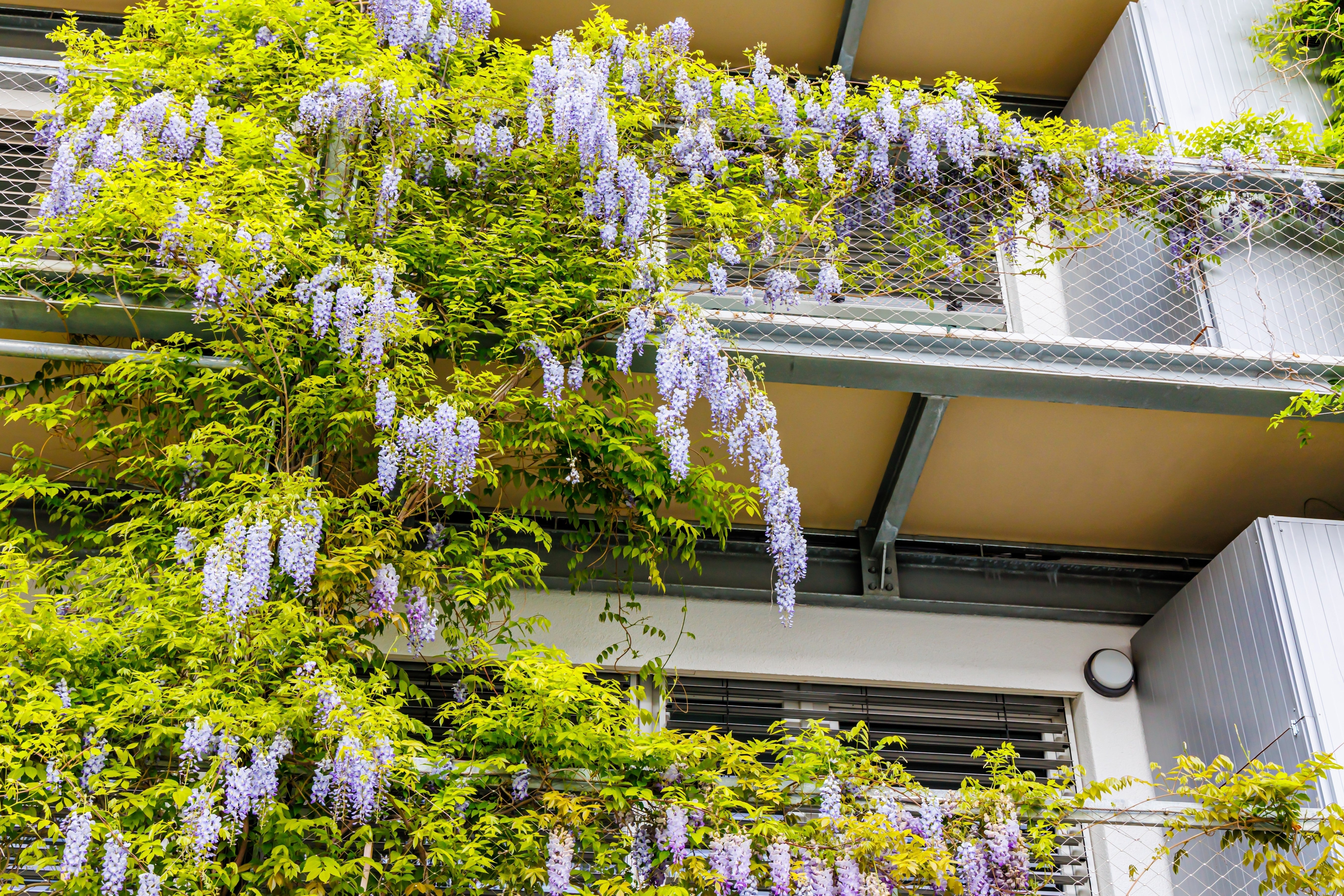 5 JAPANESE WISTERIA Floribunda Flower Purple Ornamental Vine Climber Seeds