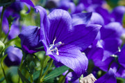 500 TELHAM BEAUTY BELLFLOWER Blue Peach Leaved Campanula Persicifolia Flower Seeds