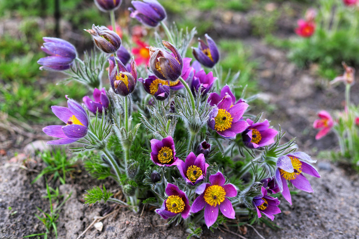 25 VIOLET ANEMONE Pulsatilla Vulgaris Purple PASQUE Flower Seeds