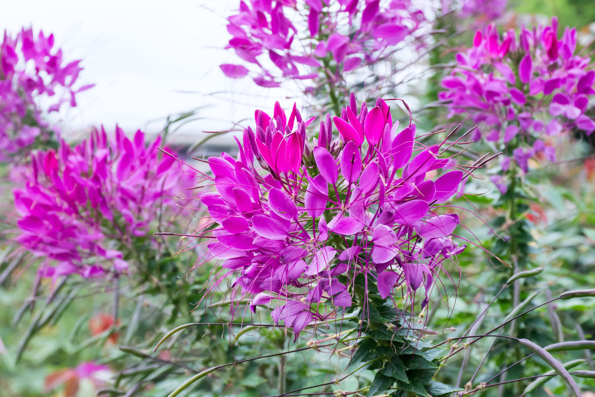 100 VIOLET QUEEN CLEOME Hassleriana Cleome Spinosa Purple Spider Flower Seeds