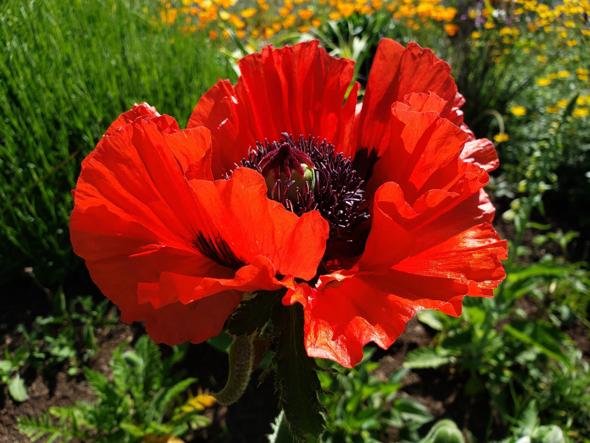 100 BEAUTY Of Livermere ORIENTAL POPPY Papaver Orientale Flower Seeds