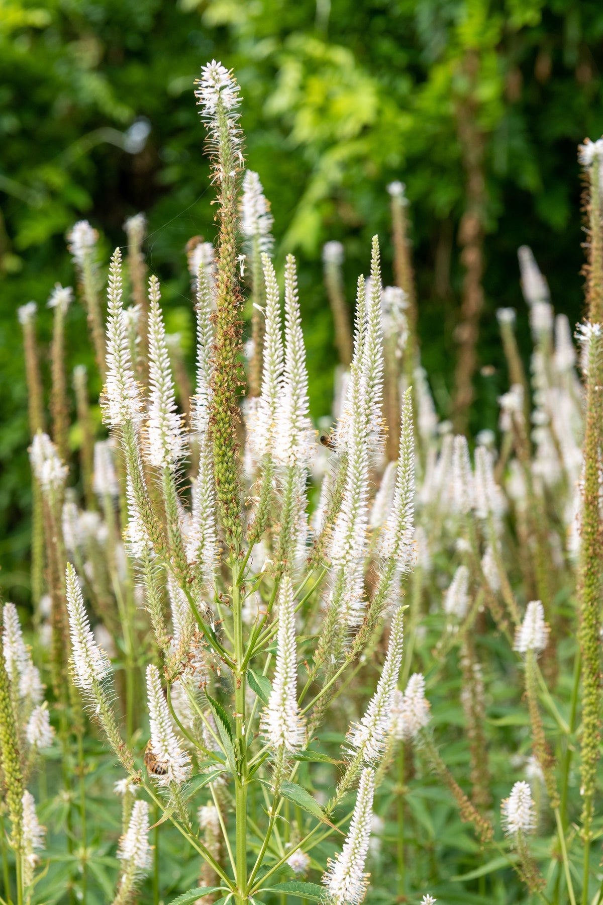 1000 CULVERS ROOT (Black Root) Veronicastrum Virginicum Flower Seeds
