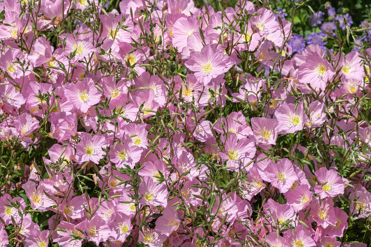 1000 Showy PINK EVENING PRIMROSE (Pink Ladies / Mexican Evening) Oenothera Speciosa Flower Seeds