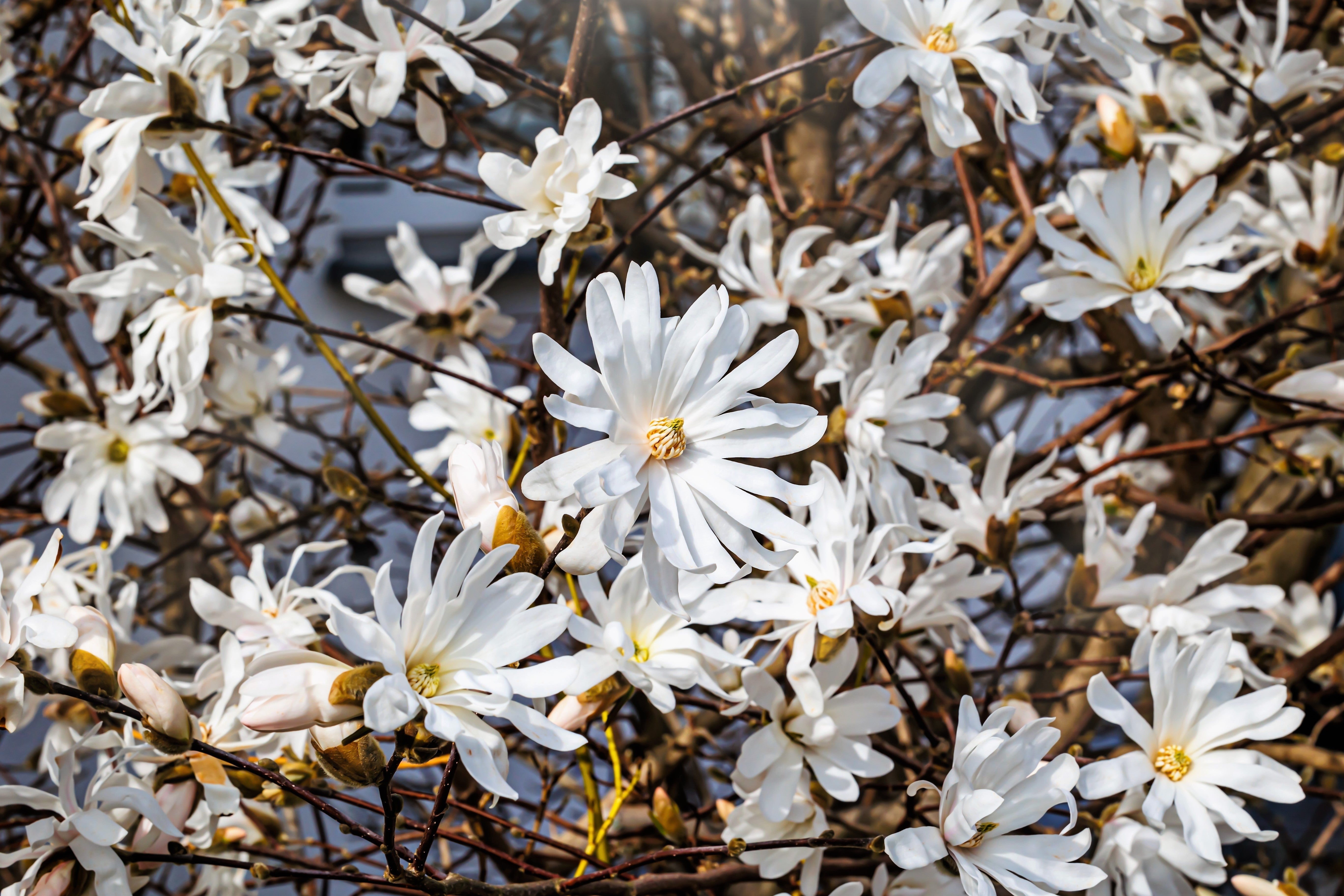 5 STAR MAGNOLIA Stellata TREE Seeds - Fragrant White to Pink Big 4" Wide Flowers