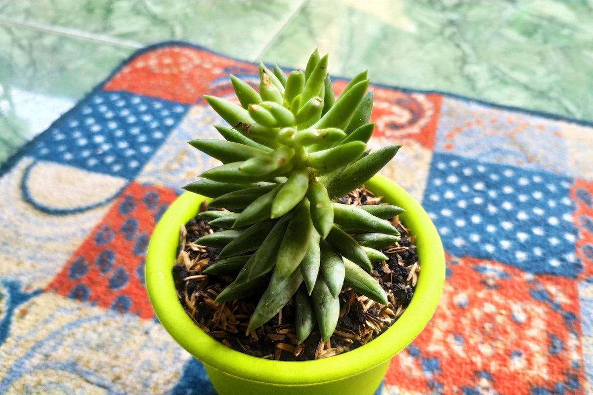 50 ROCK PINE Orostachys Japonica Multicolored Succulent Pink Flower Houseplant Seeds