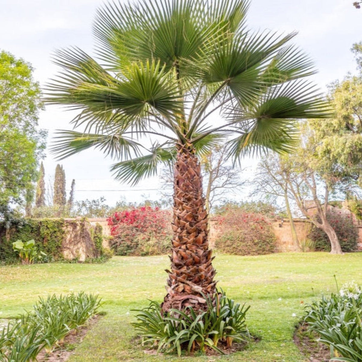 Chinese Fan Palm