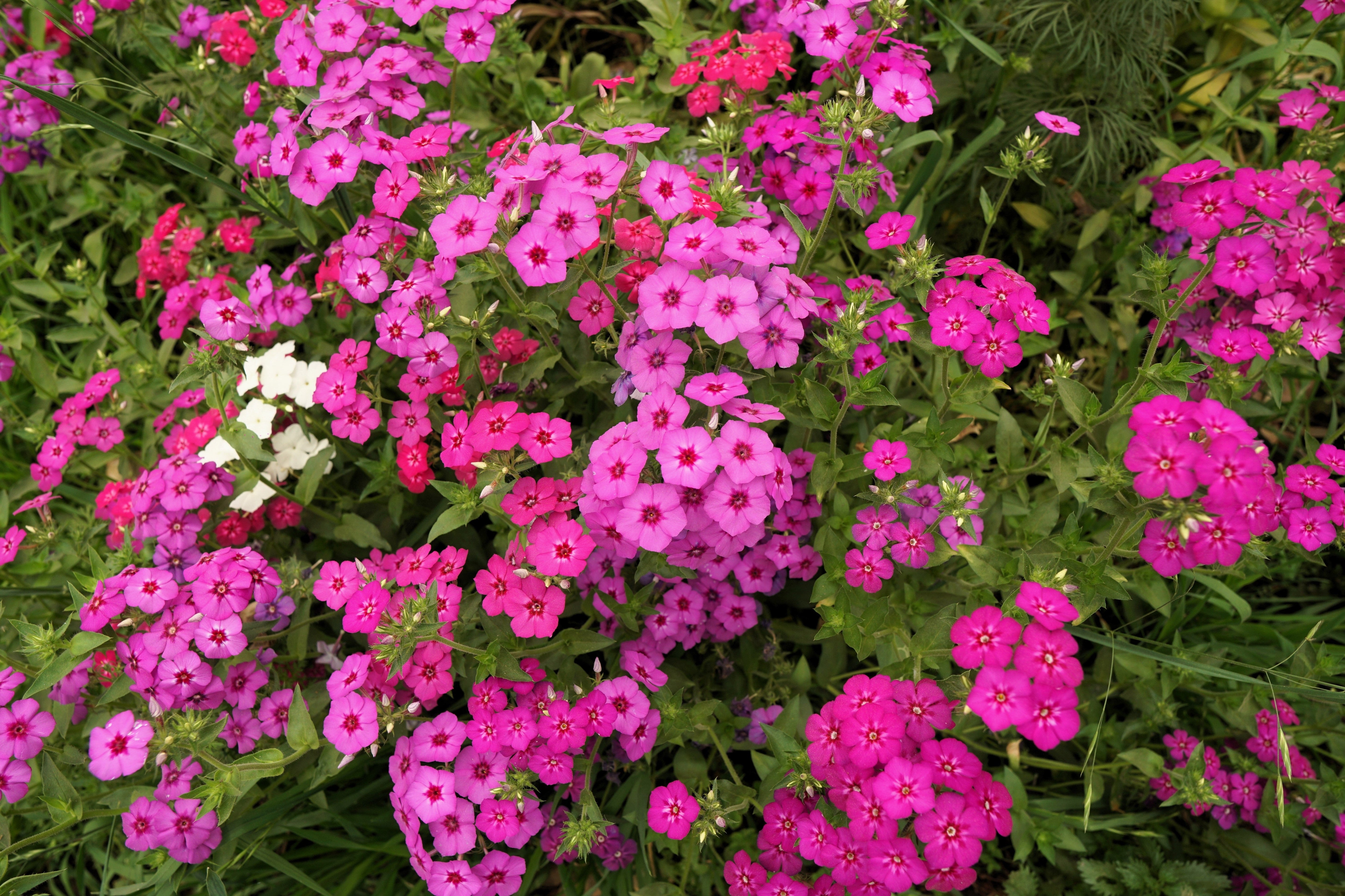 100 BRILLIANT PHLOX Drummondii Two Tone Pink Flower Seeds