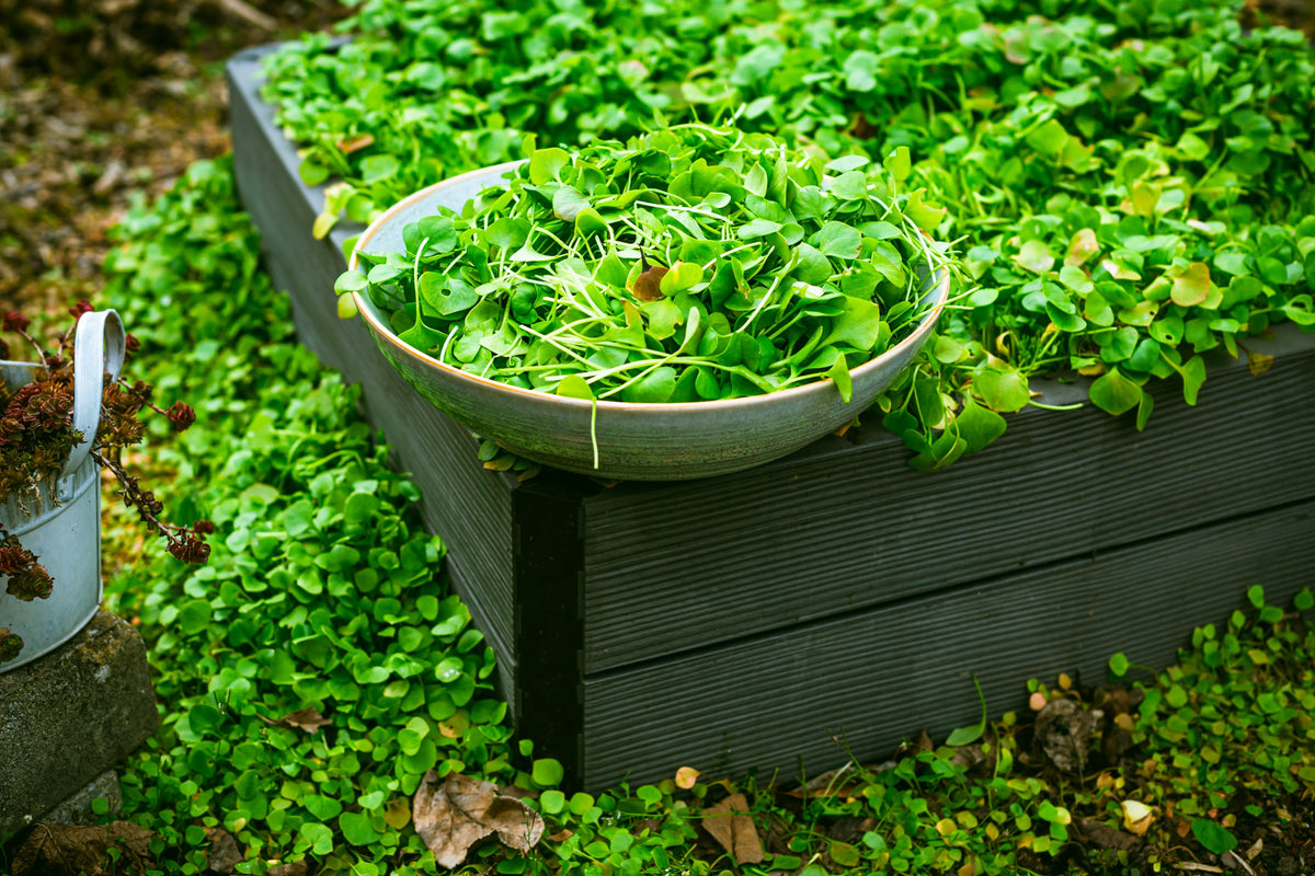 100 MINER'S LETTUCE Winter Purslane Spinach Claytonia Perfoliata Vegetable Seeds