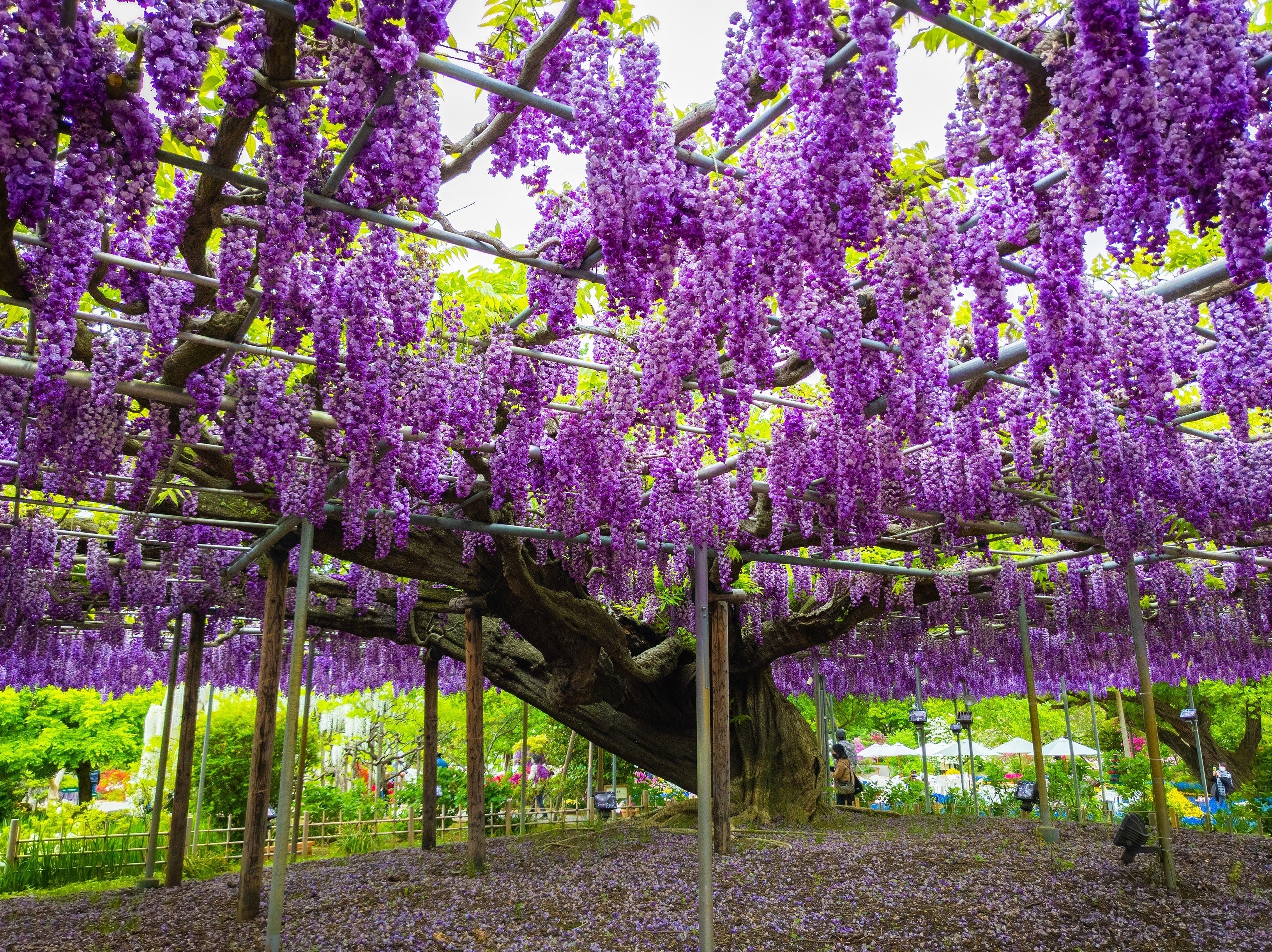 5 JAPANESE WISTERIA Floribunda Flower Purple Ornamental Vine Climber Seeds