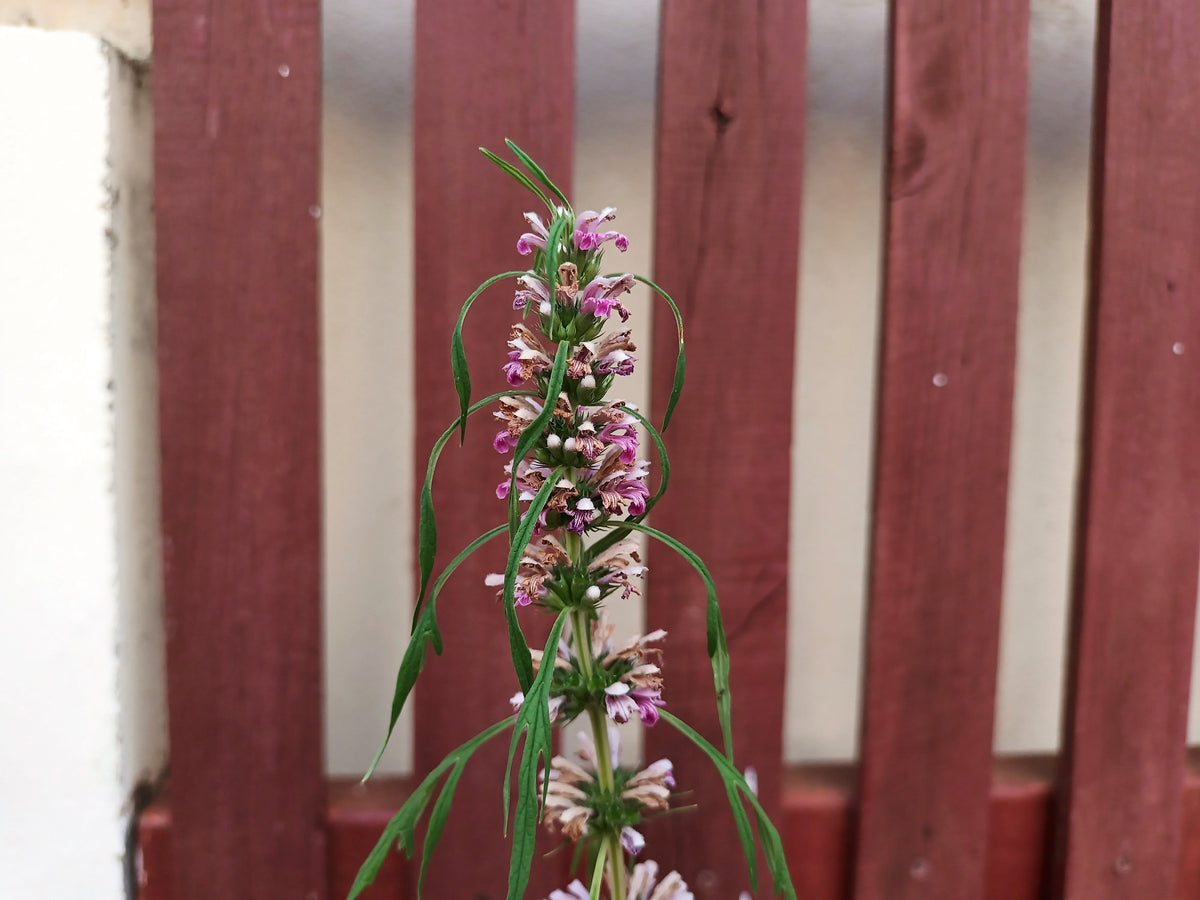 100 Pink CHINESE MOTHERWORT Leonurus Japonicus Siberian Honey Herb Flower Seeds
