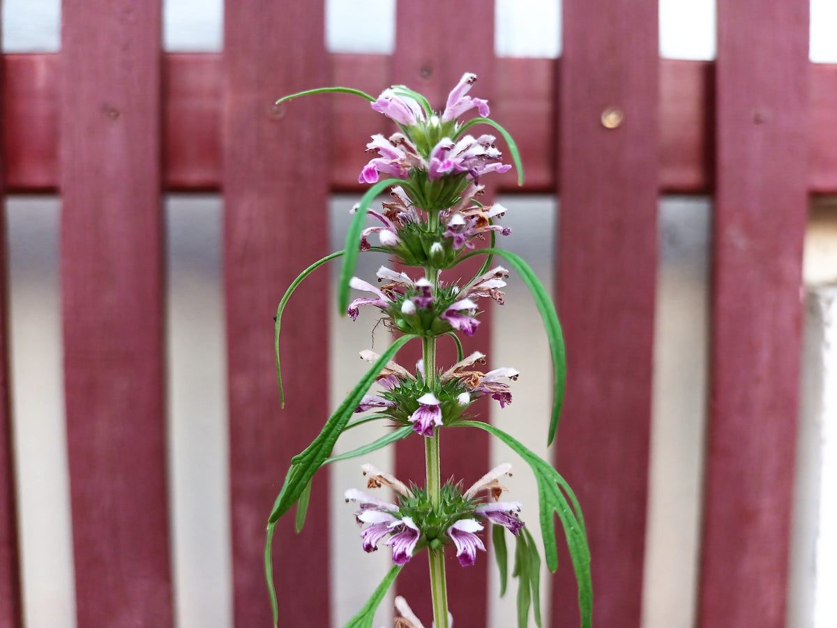 100 Pink CHINESE MOTHERWORT Leonurus Japonicus Siberian Honey Herb Flower Seeds