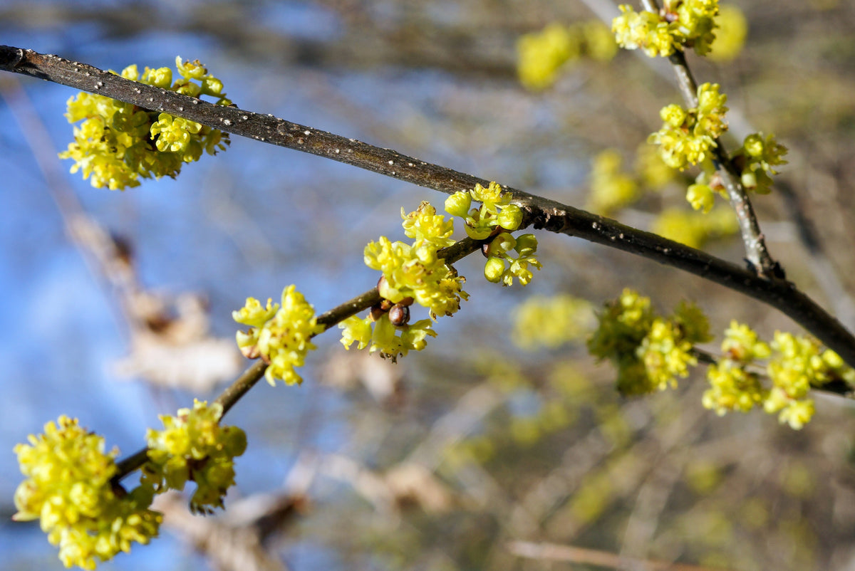 10 SPICEBUSH Wild Allspice Lindera Benzoin Northern Spice Bush Red Berry Yellow Flower Seeds