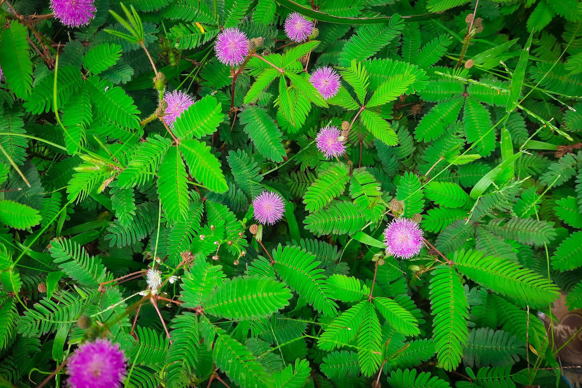 100 MIMOSA Pudica / SENSITIVE PLANT / Touch Me Not Flower Seeds