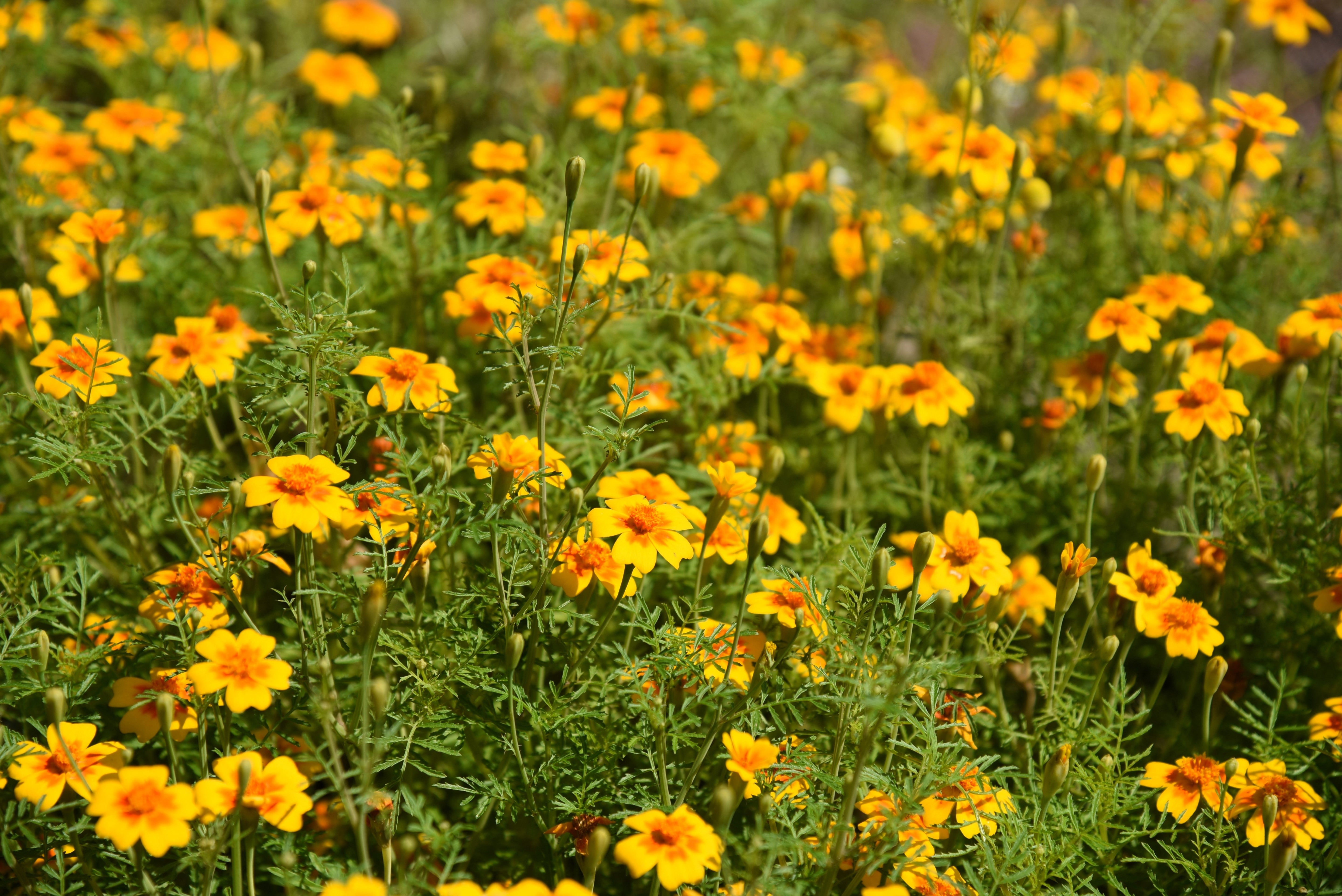 mexican mint marigold seeds 300 MEXICAN Mint MARIGOLD Spanish Tarragon Tagetes Lucida Flower Herb –  Trendoli