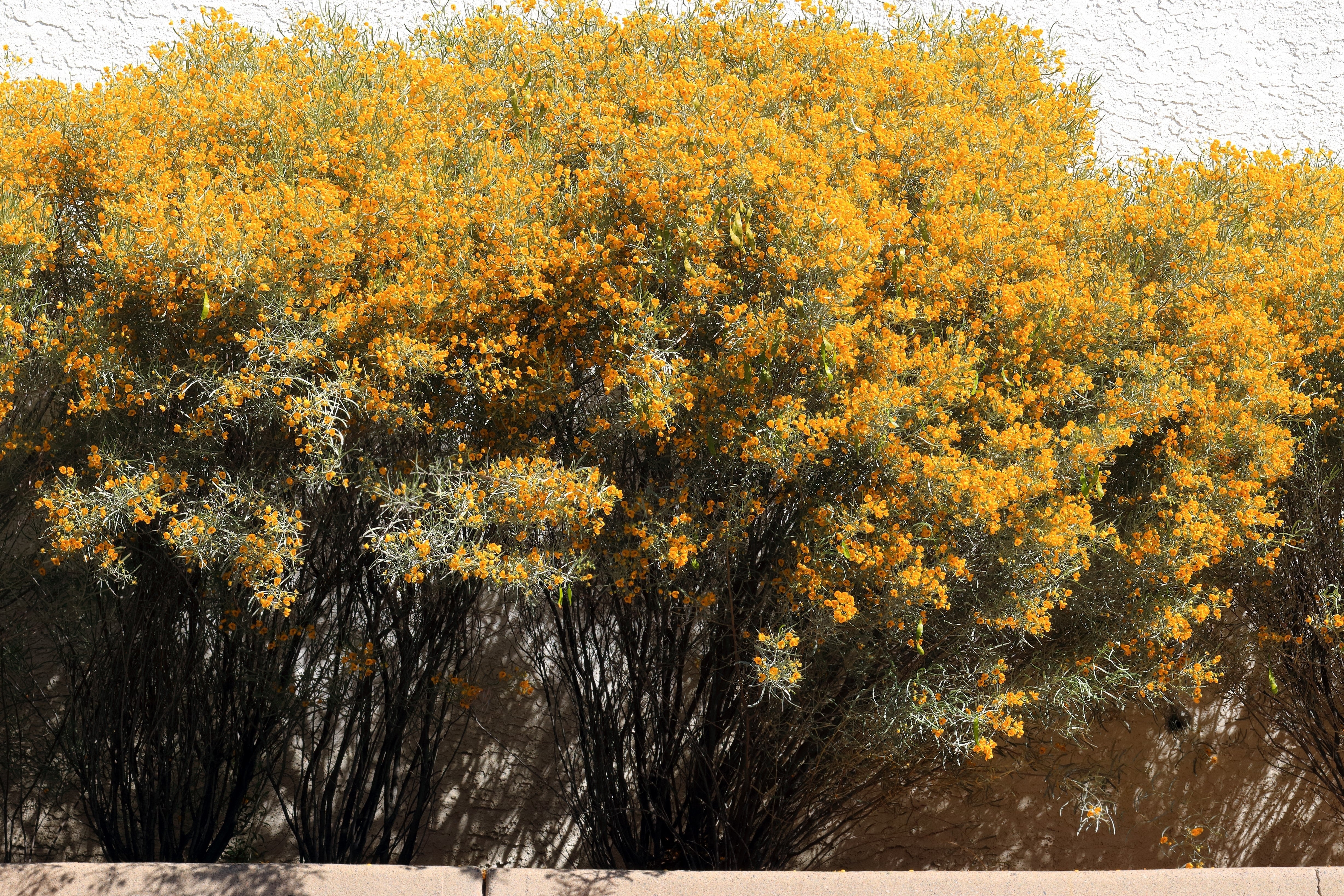 50 Yellow FEATHERY Silver CASSIA Green Senna Artemisioides Seeds