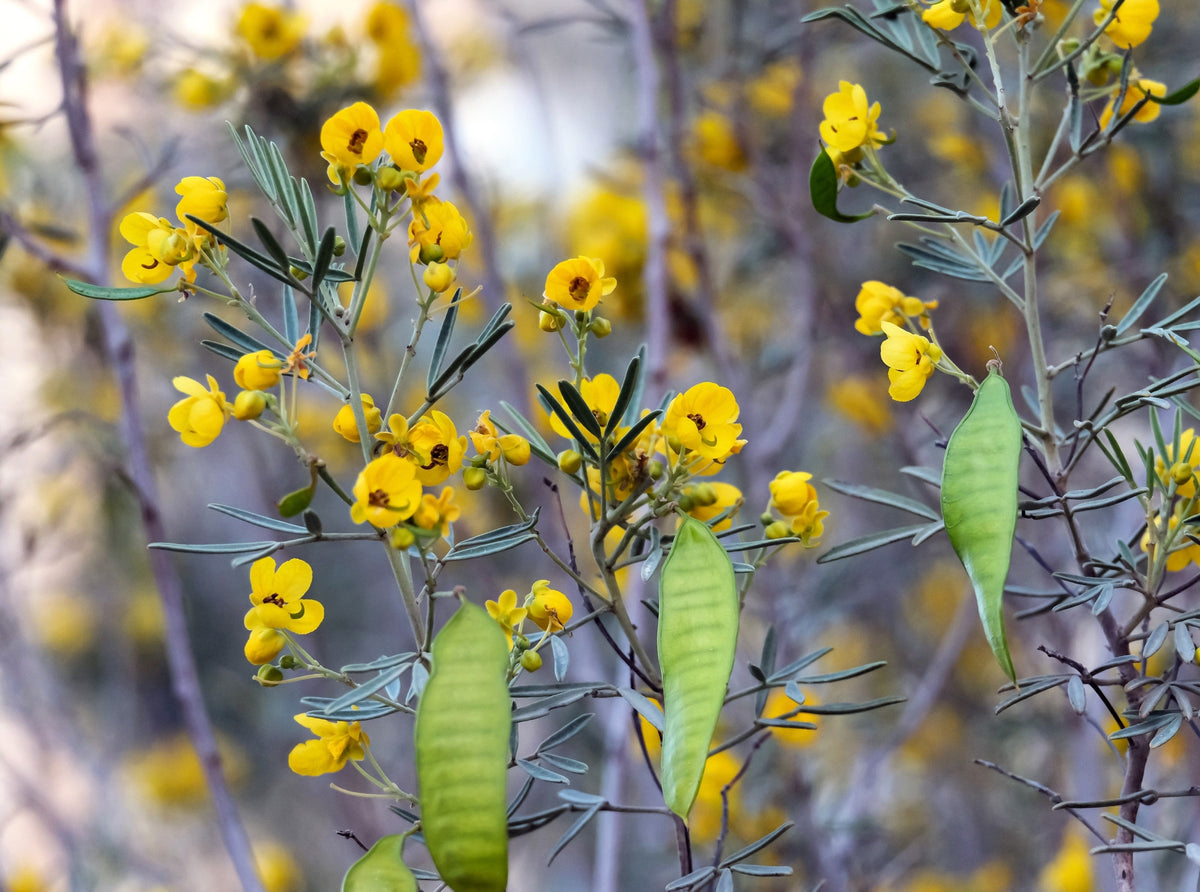 50 Yellow FEATHERY Silver CASSIA Green Senna Artemisioides Seeds