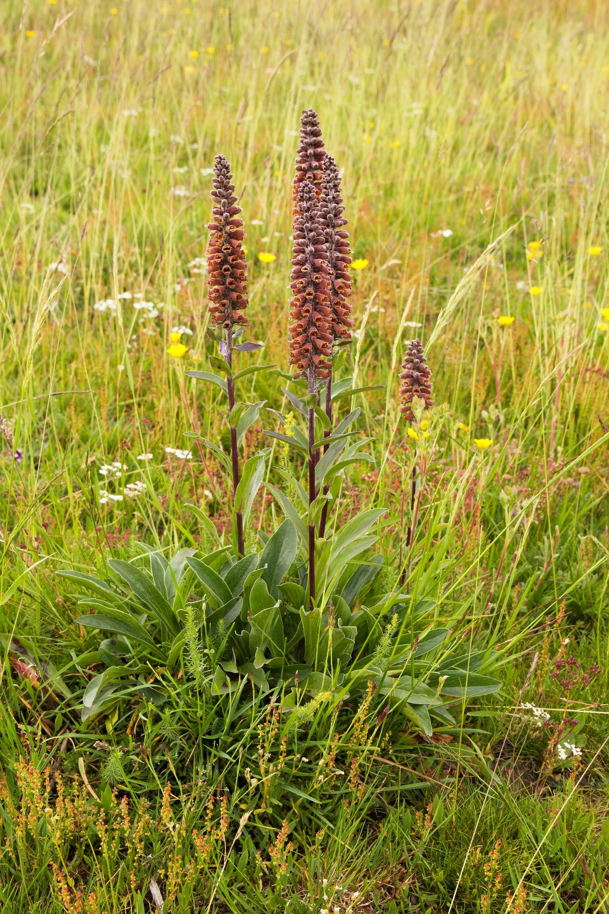 20 MILK CHOCOLATE FOXGLOVE Spanish Digitalis Parviflora Red Brown Flower Seeds