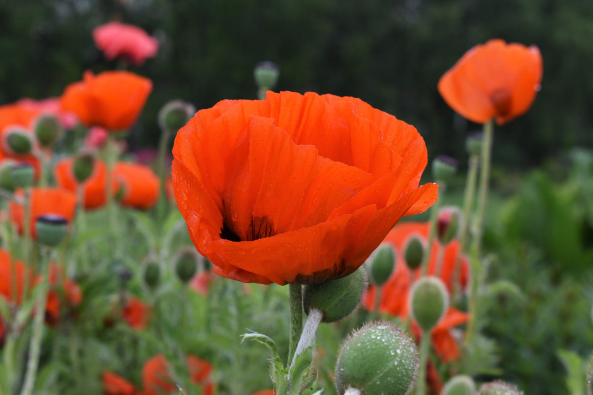 100 PRINCE of ORANGE POPPY Oriental Poppy Papaver Orientale Perennial Flower Seeds