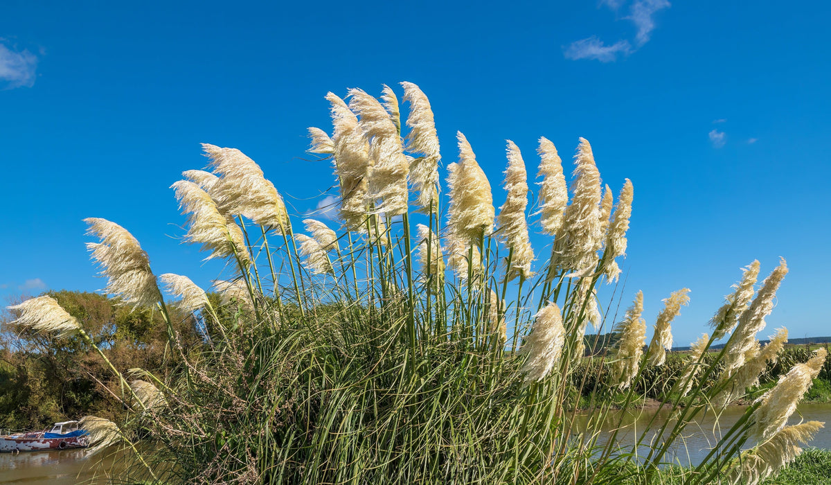200 WHITE PAMPAS GRASS Cortaderia Selloana Ornamental Flower Seeds