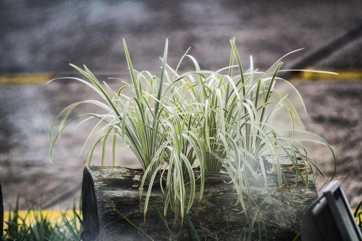 1000 Variegated RIBBON GRASS Reed Canary Phalaris Arundinacea Pink Flower Seeds