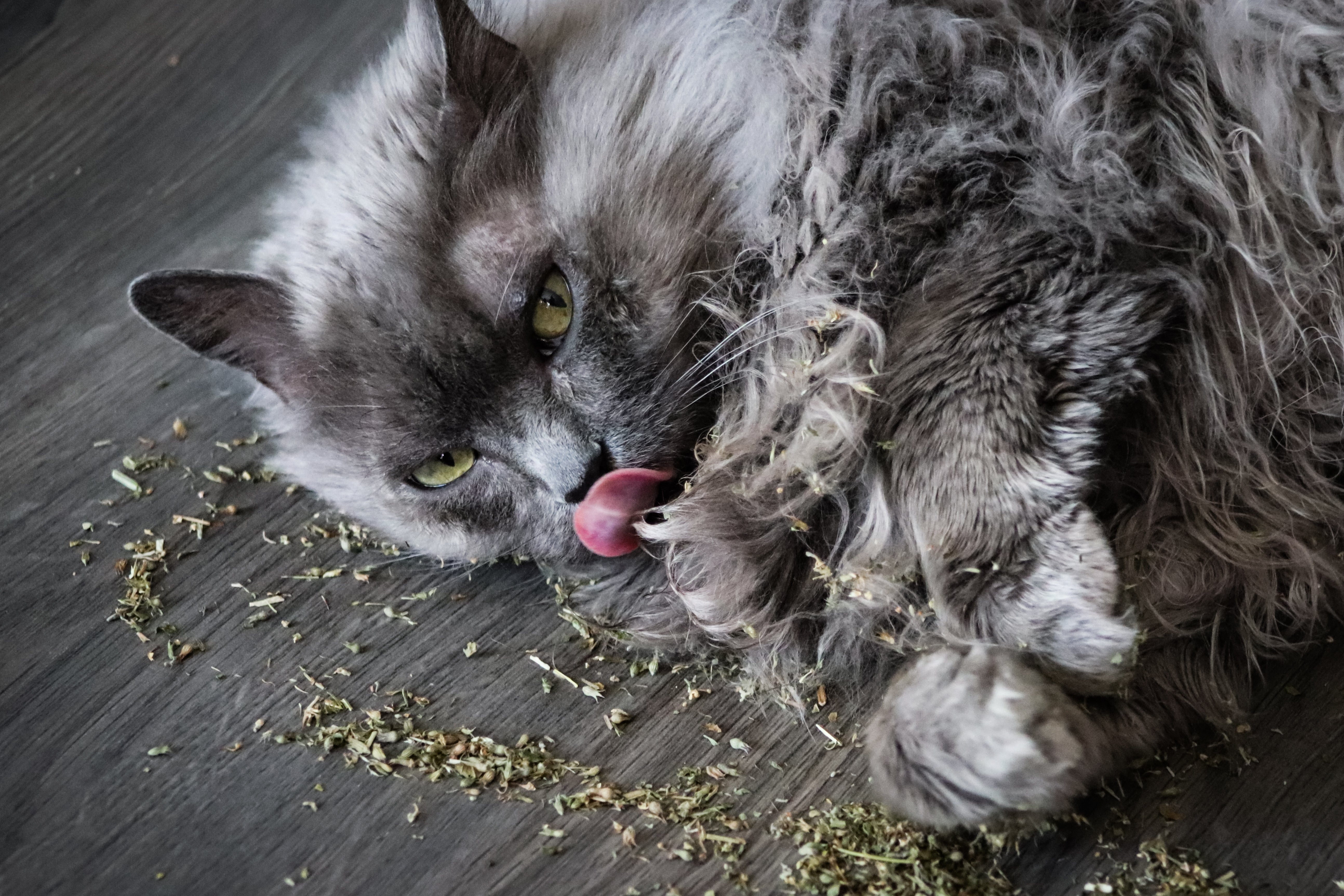 1000 HEIRLOOM CATNIP Nepeta Cataria Herb Flower Seeds