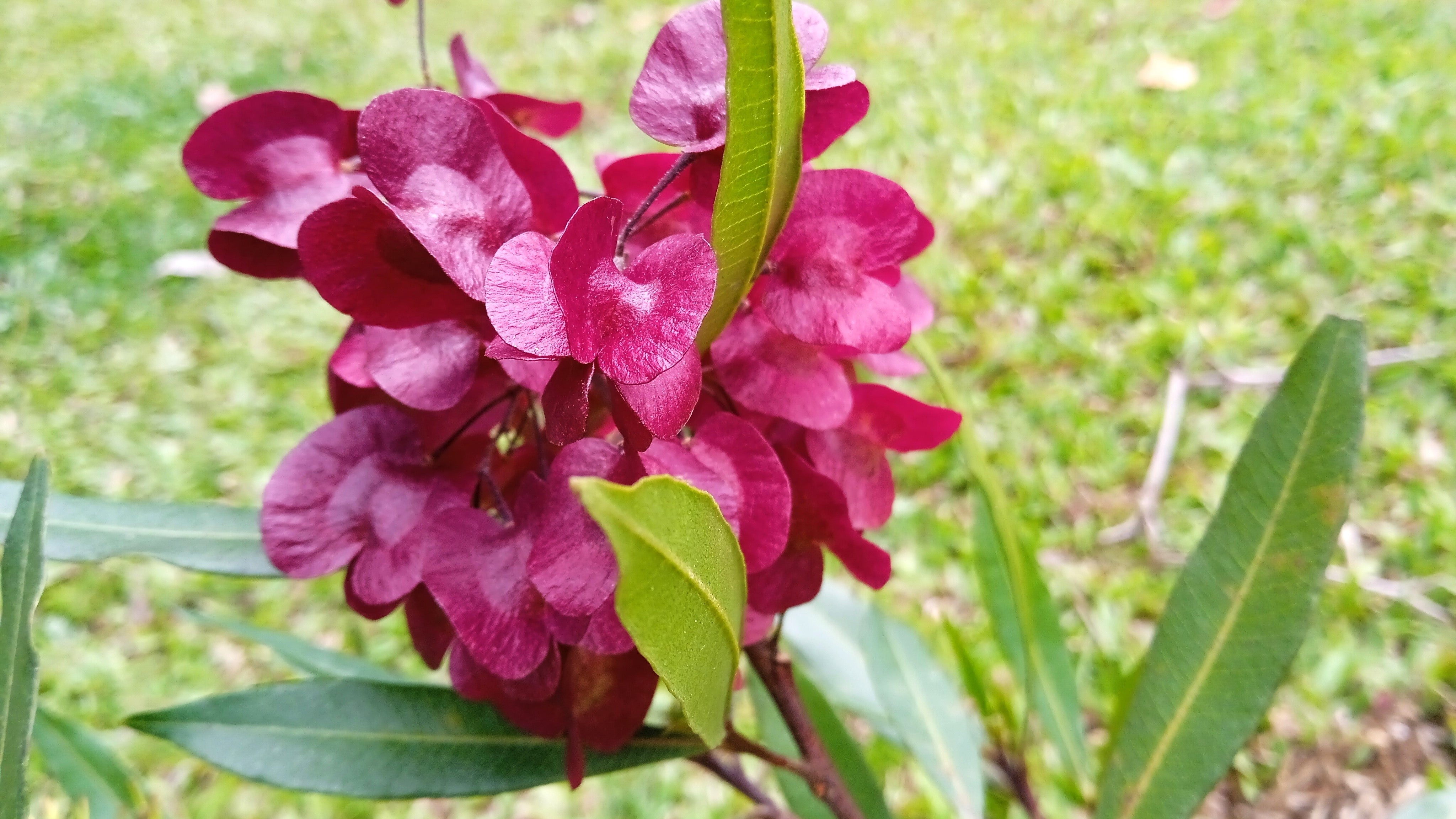 40 Mixed Colors FLORIDA HOPBUSH Dodonaea Viscosa Hawaiian Hopseed Flower Shrub Seeds