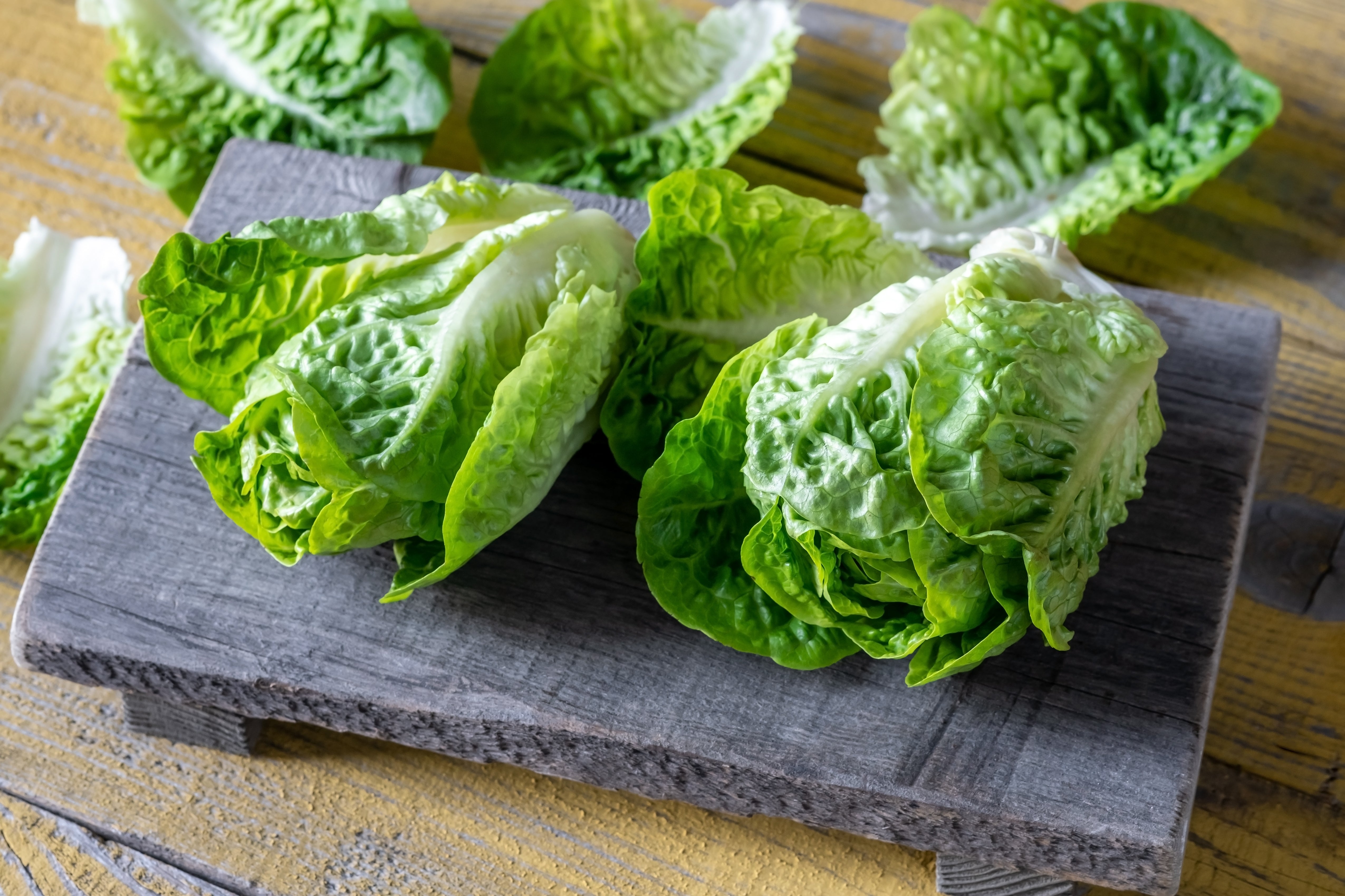 3000 PARRIS ISLAND Romaine LETTUCE Lactuca Sativa Vegetable Seeds