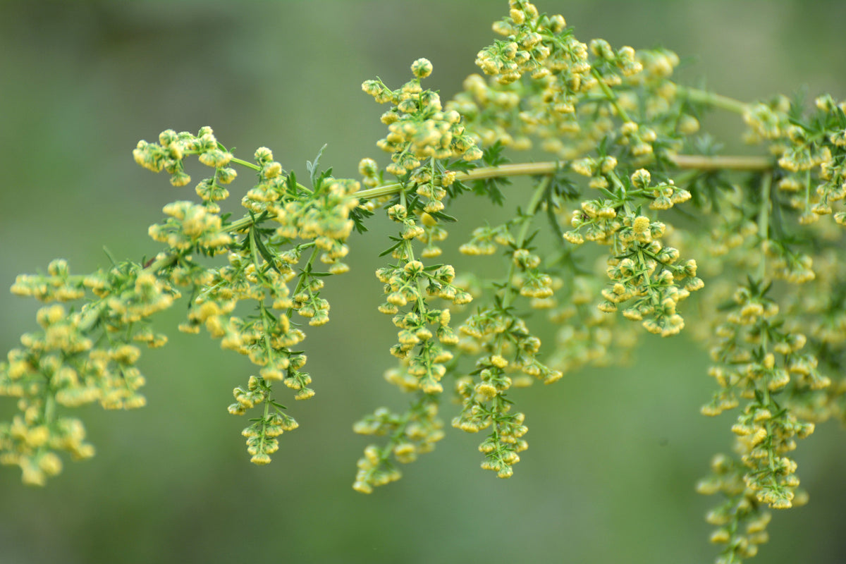 1000 SWEET WORMWOOD Artemisia Annua Sweet Annie Mugwort Sagewort Fragrant Herb Seeds
