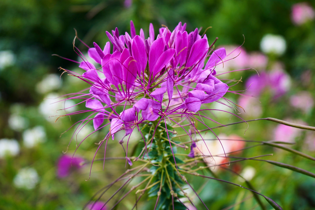 100 VIOLET QUEEN CLEOME Hassleriana Cleome Spinosa Purple Spider Flower Seeds