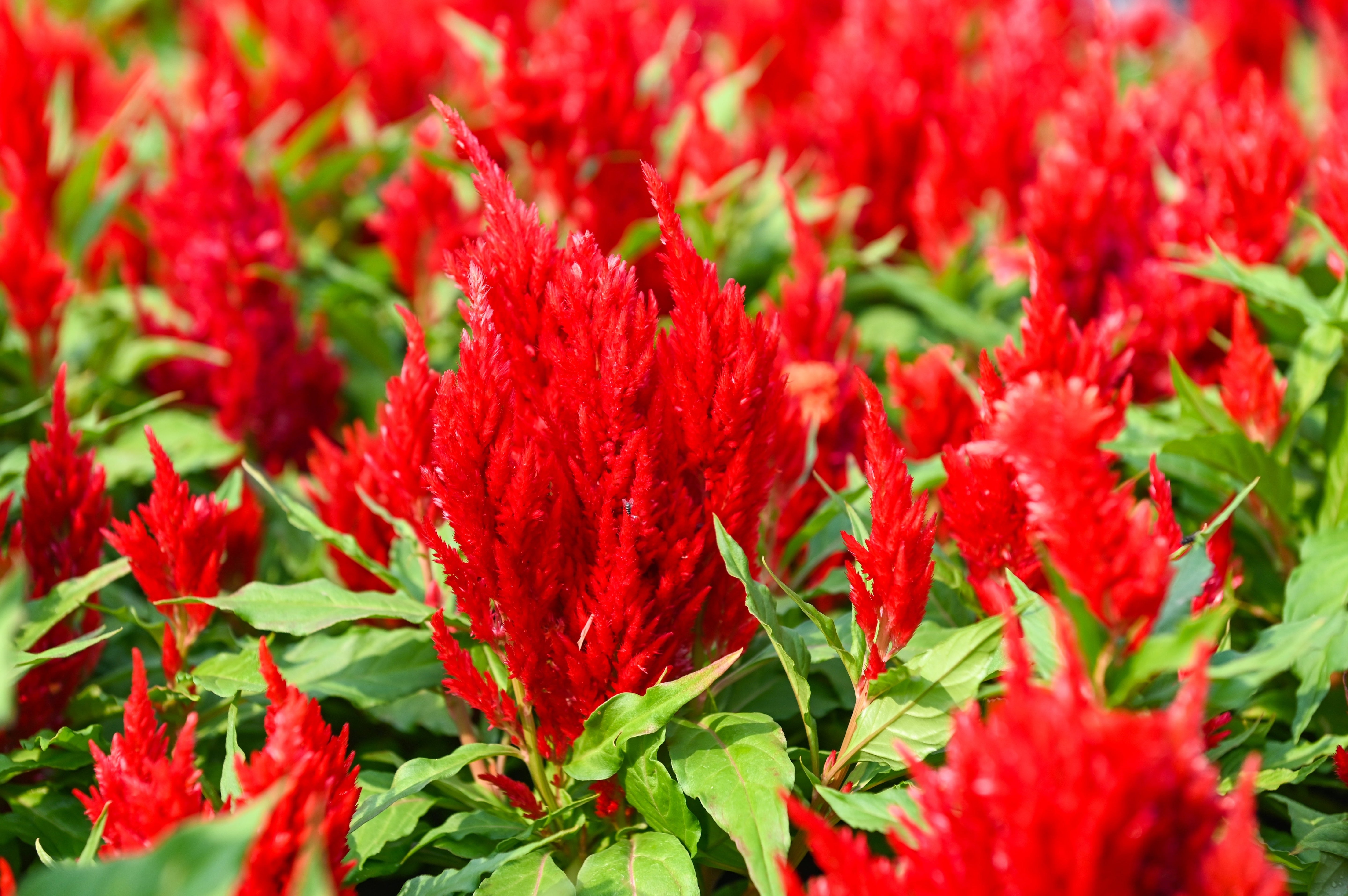 100 RED Forest Fire COCKSCOMB CELOSIA Plumosa Seeds