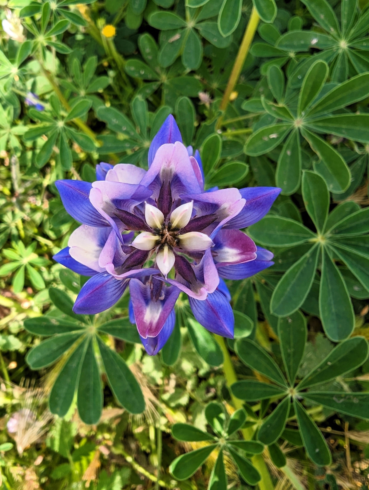 100 ARROYO LUPINE (Hollowleaf Lupine / Succulent Lupine) Lupinus Succulentus Flower Seeds
