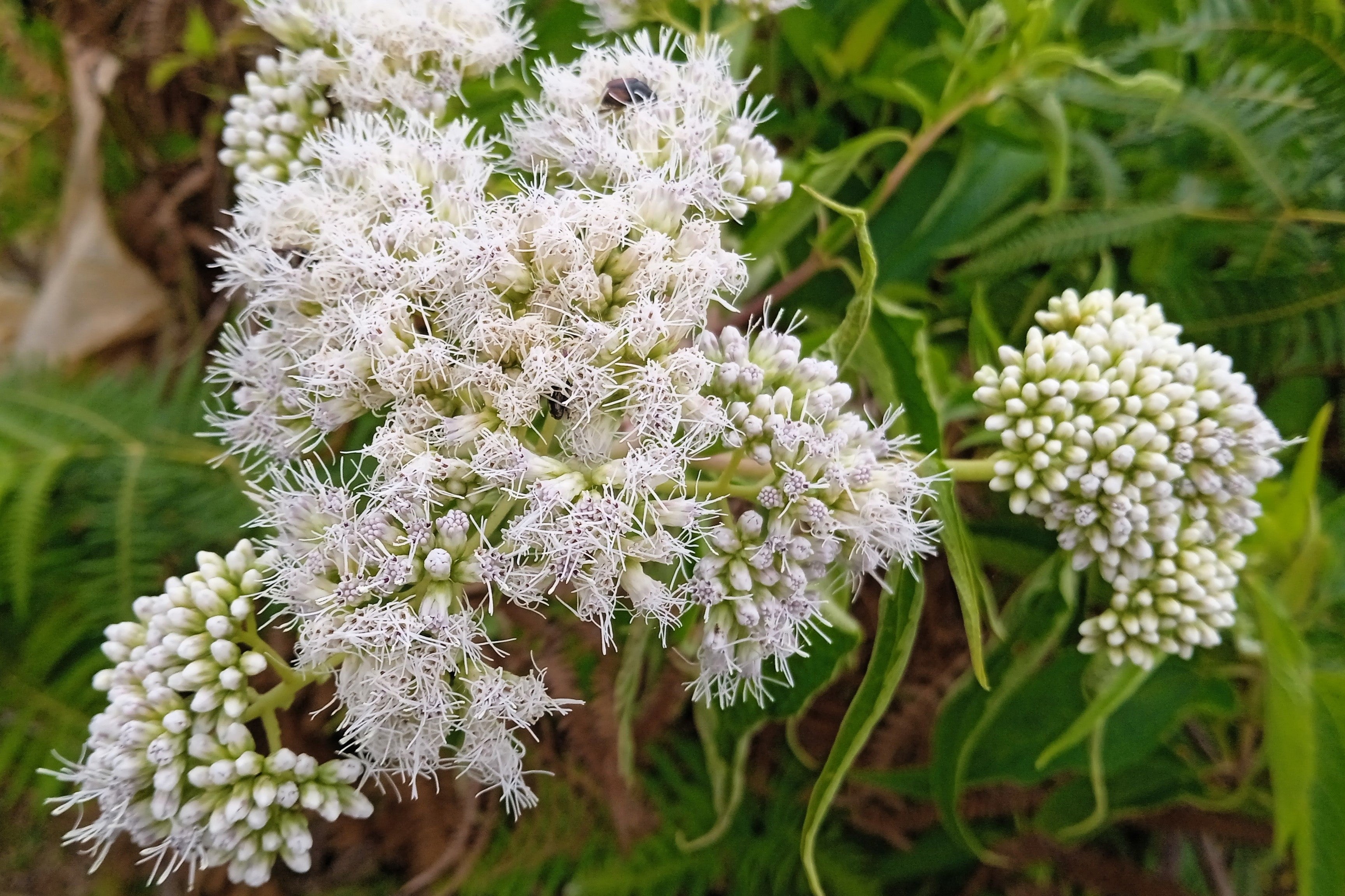 200 TALL WHITE BONESET (Thoroughwort) Eupatorium Perfoliatum Flower Seeds