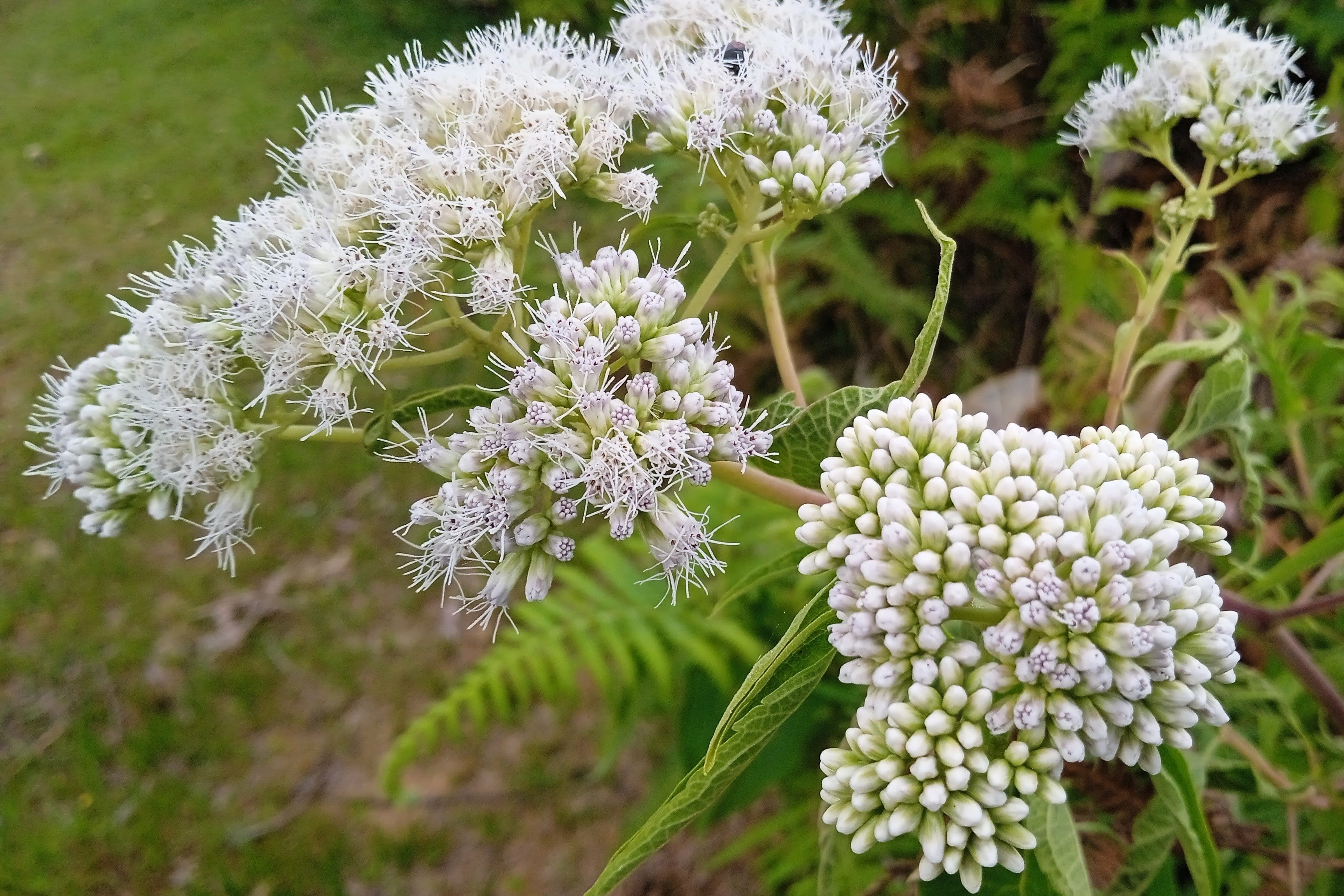 200 TALL WHITE BONESET (Thoroughwort) Eupatorium Perfoliatum Flower Seeds