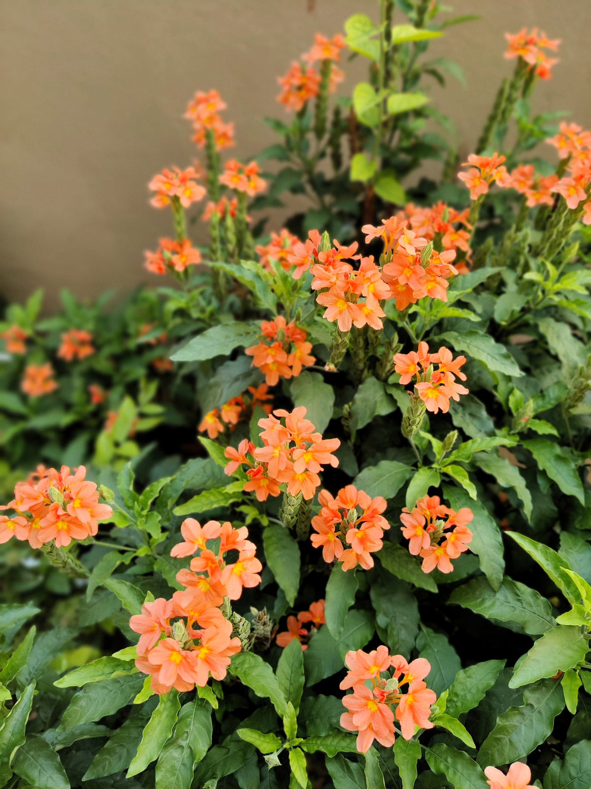 10 ORANGE MARMALADE CROSSANDRA Infundibuliformis Firecracker Flower Houseplant Seeds