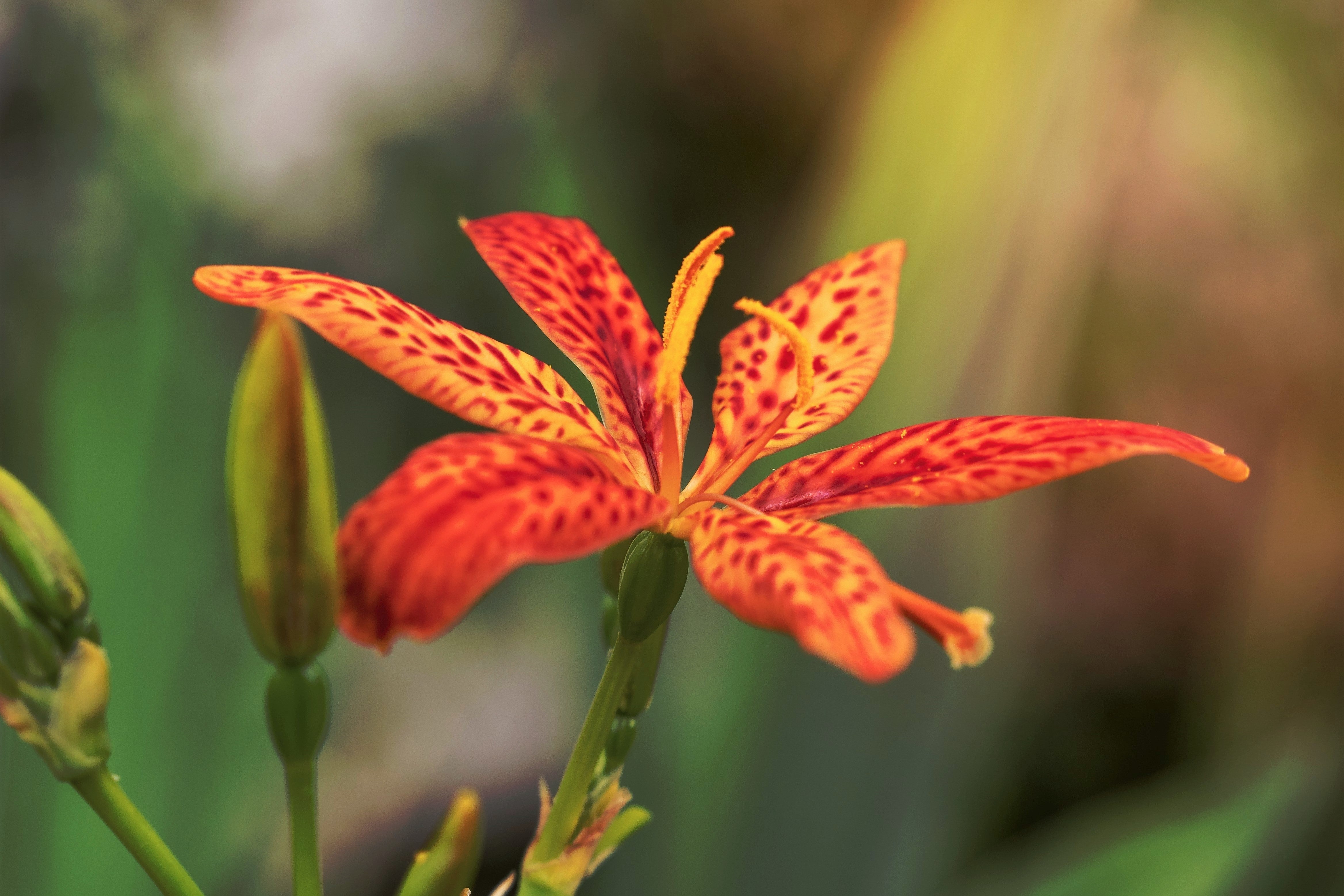 10 FRECKLEFACE BLACKBERRY LILY (Leopard Lily) Belamcanda Chinensis Iris Domestica Flower Seeds