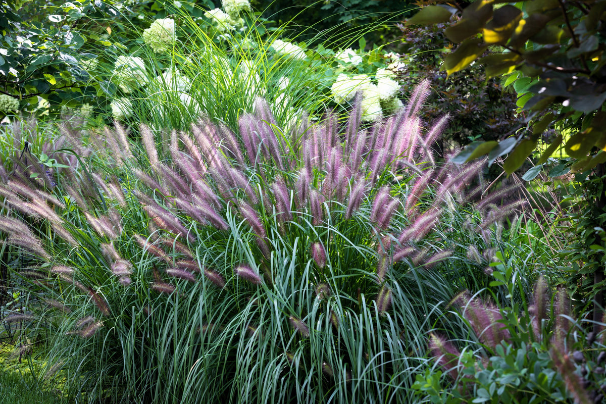 25 Dwarf Purple CHINESE FOUNTAIN GRASS Pennisetum Alopecuroides Hardy Ornamental Seeds
